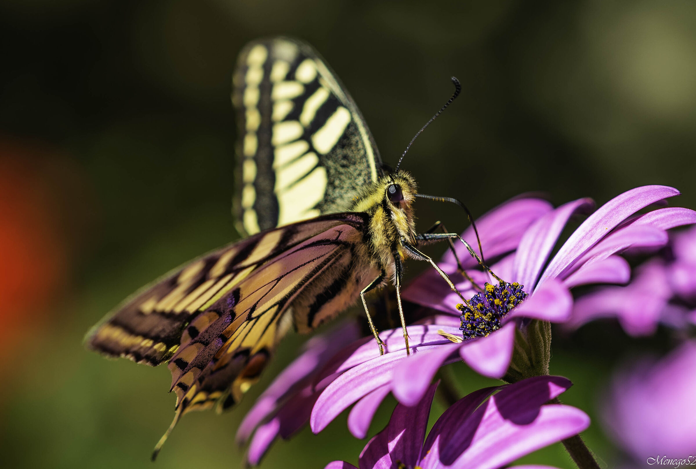 butterflay and flower