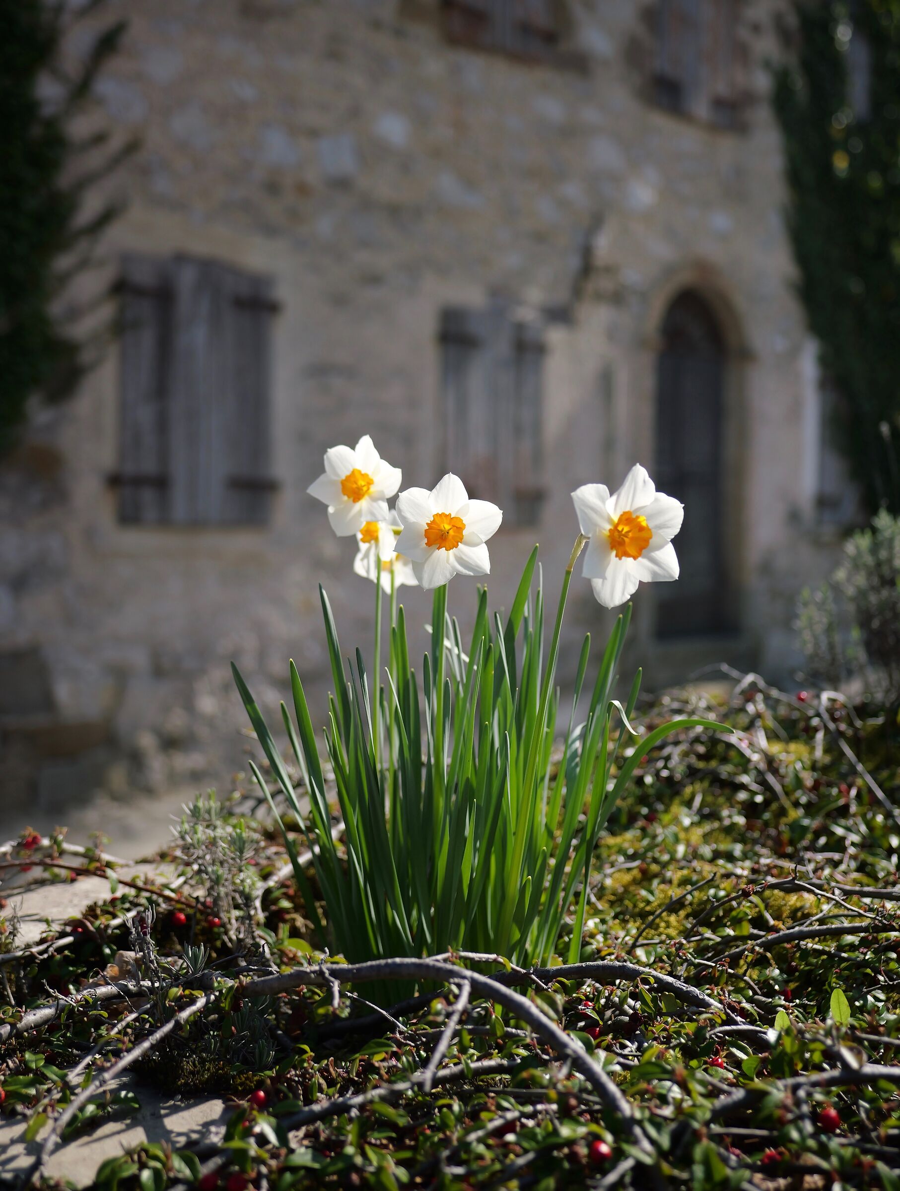 Daffodils in Pofabbro