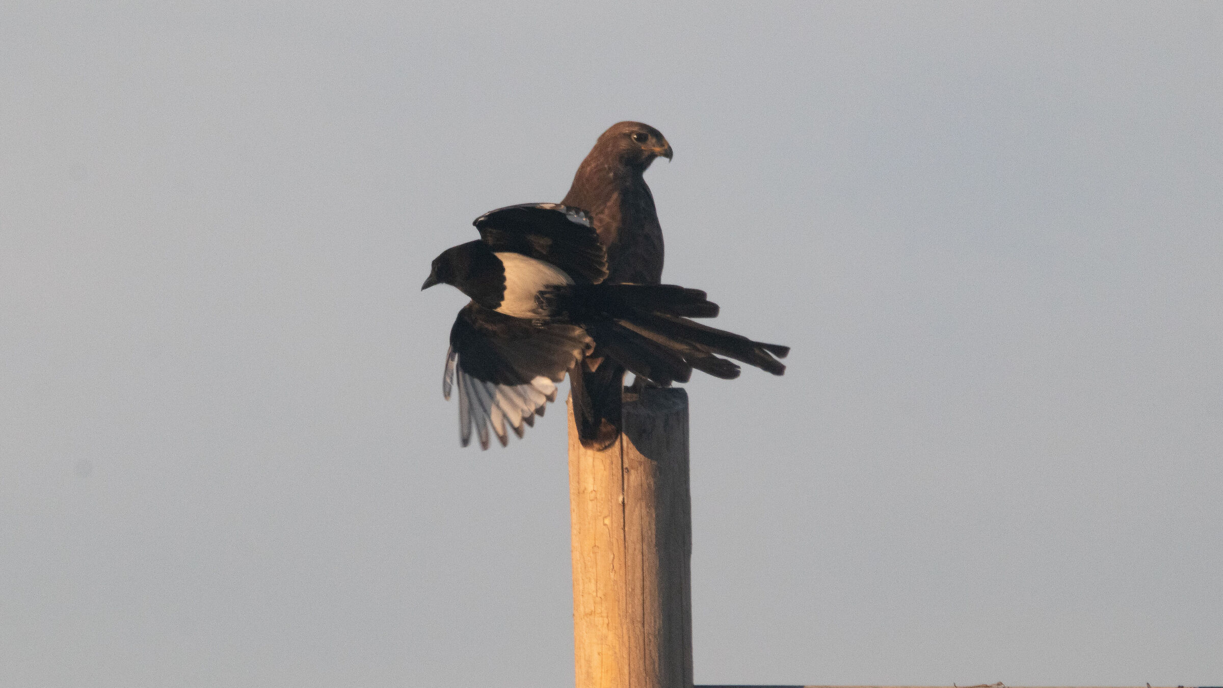 Hawk attacked by a magpie, 1 raid
