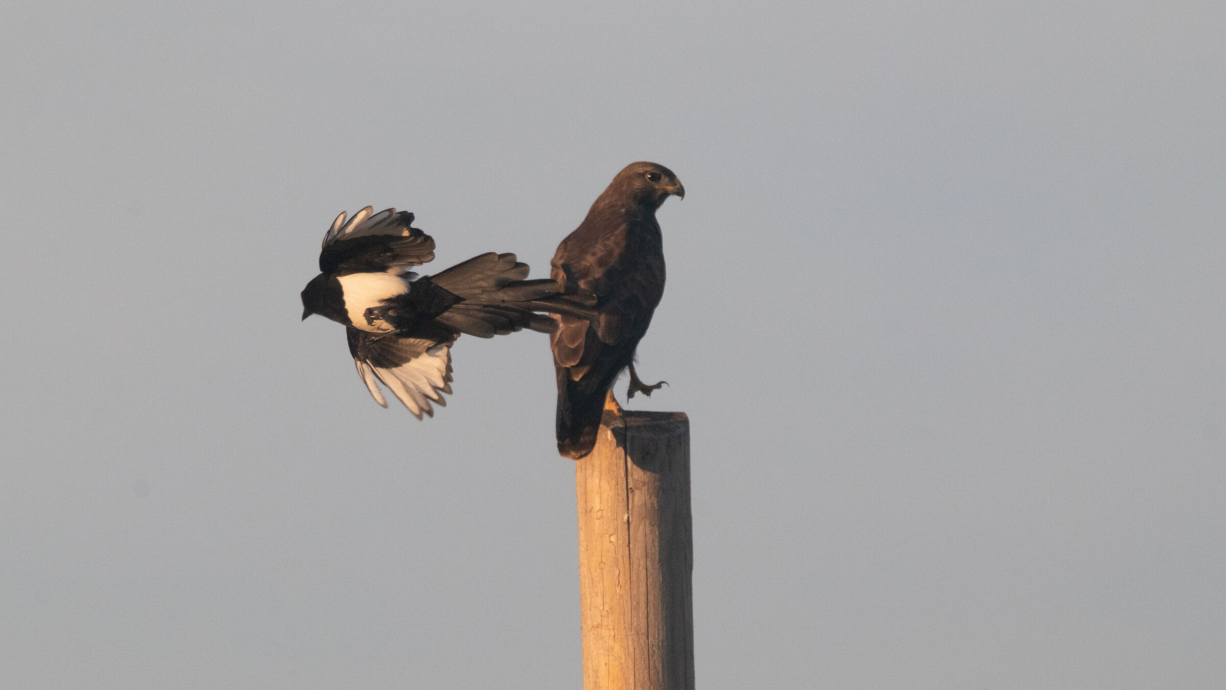 Hawk attacked by a magpie, 1 raid