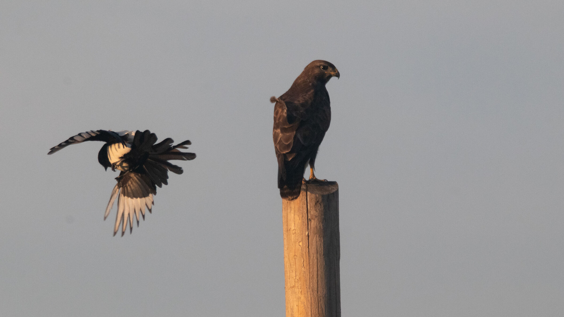 Hawk attacked by a magpie, which attacks it