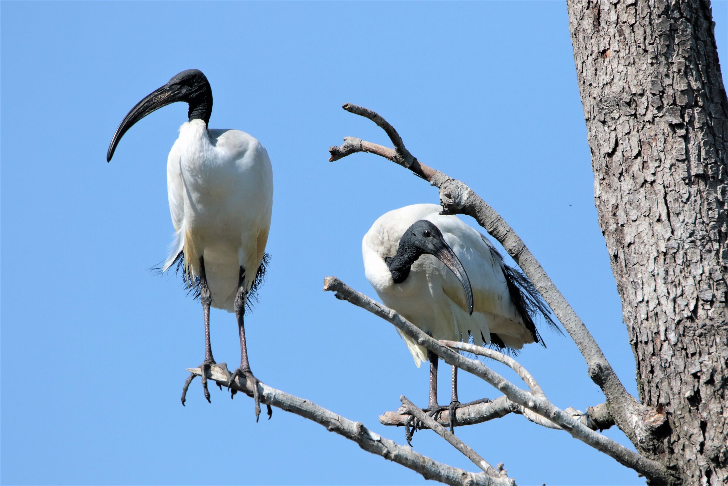 coppia ibis