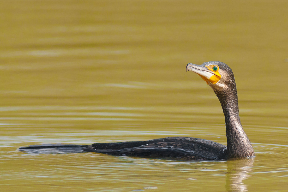 Cormorant