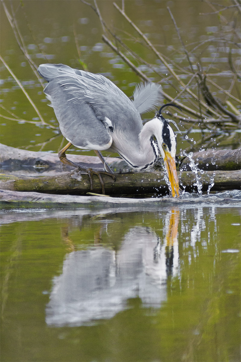 Heron
