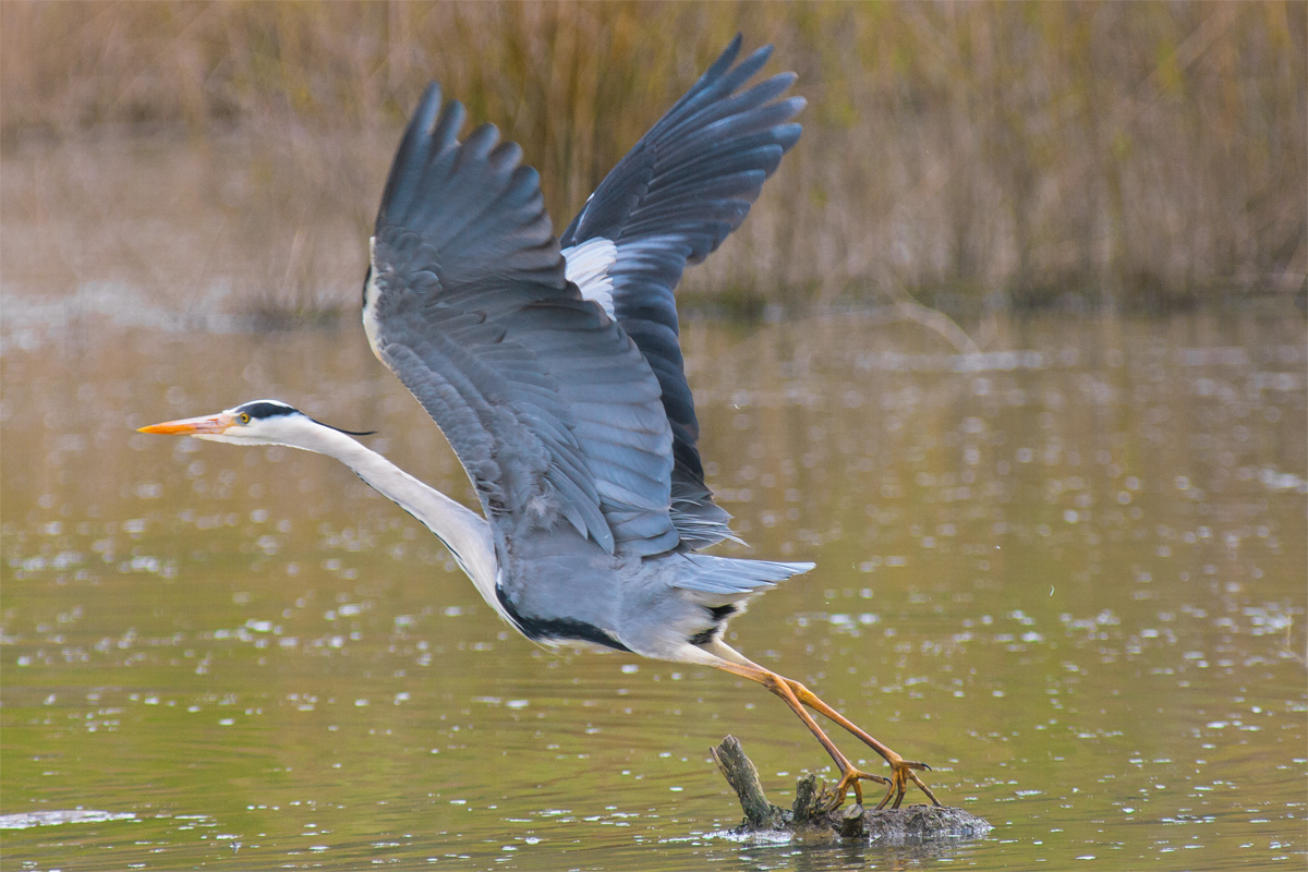 Heron
