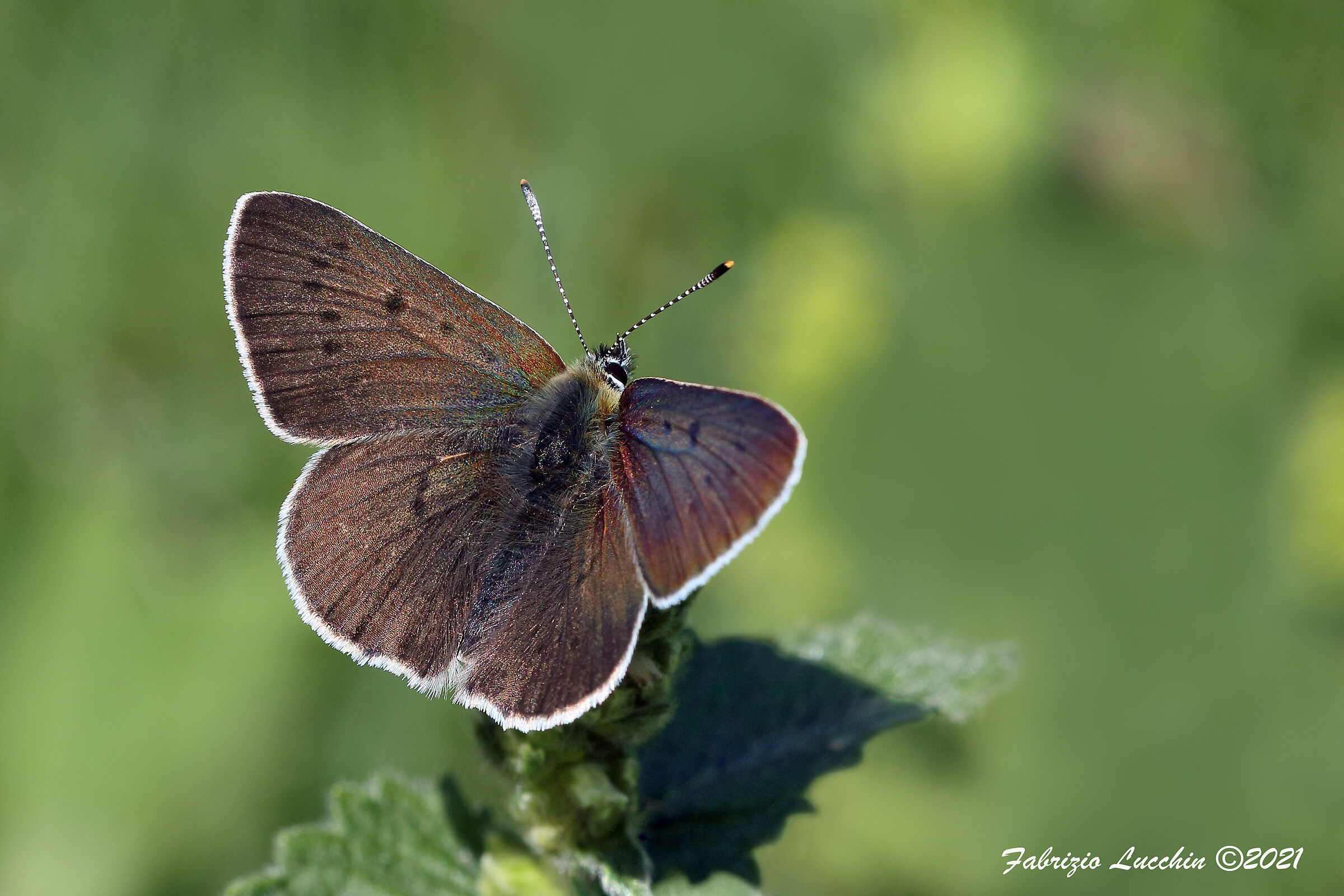 Lycaena subalpina