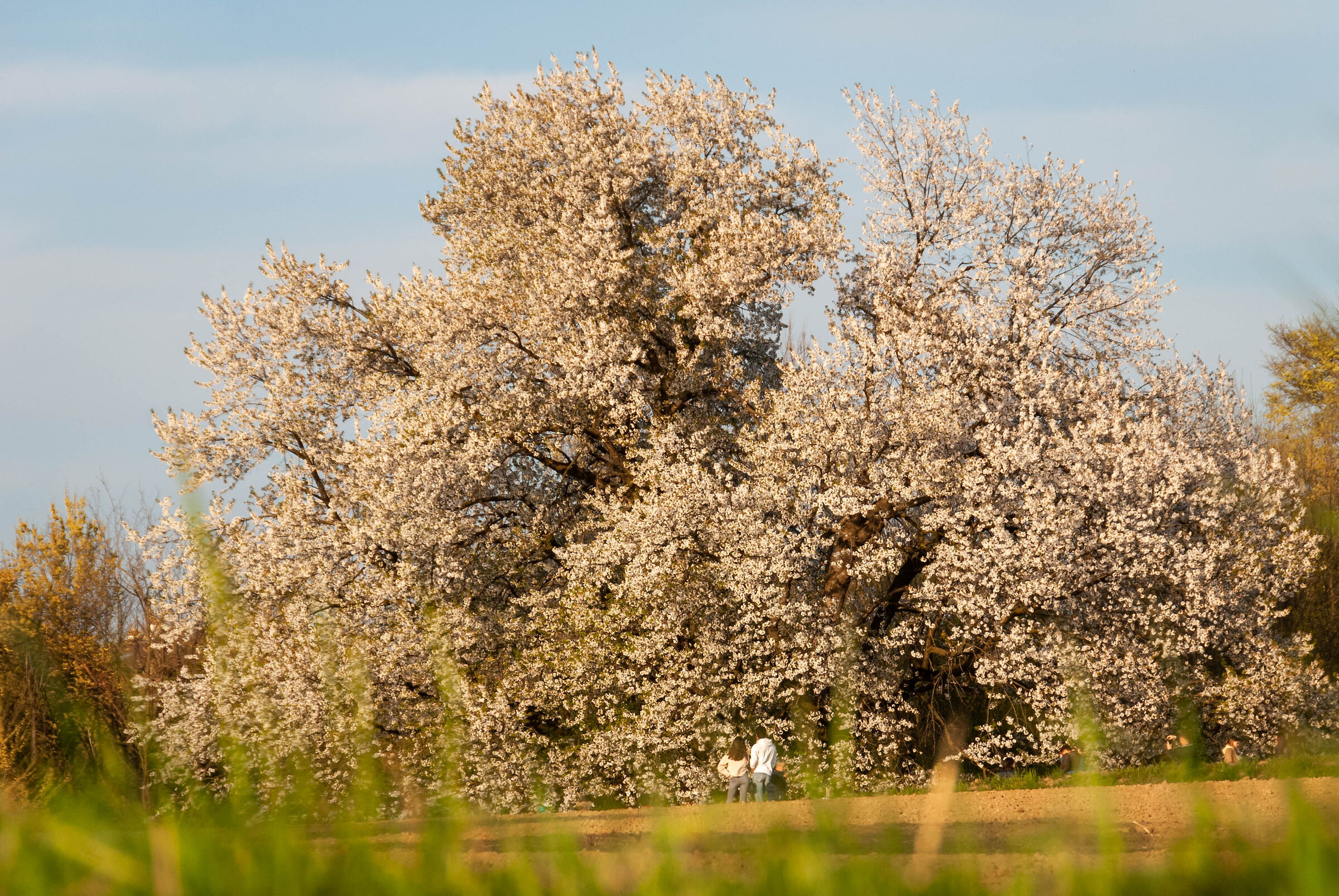imposing cherry tree