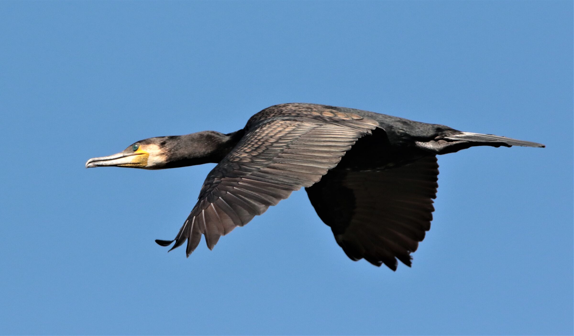 cormorano