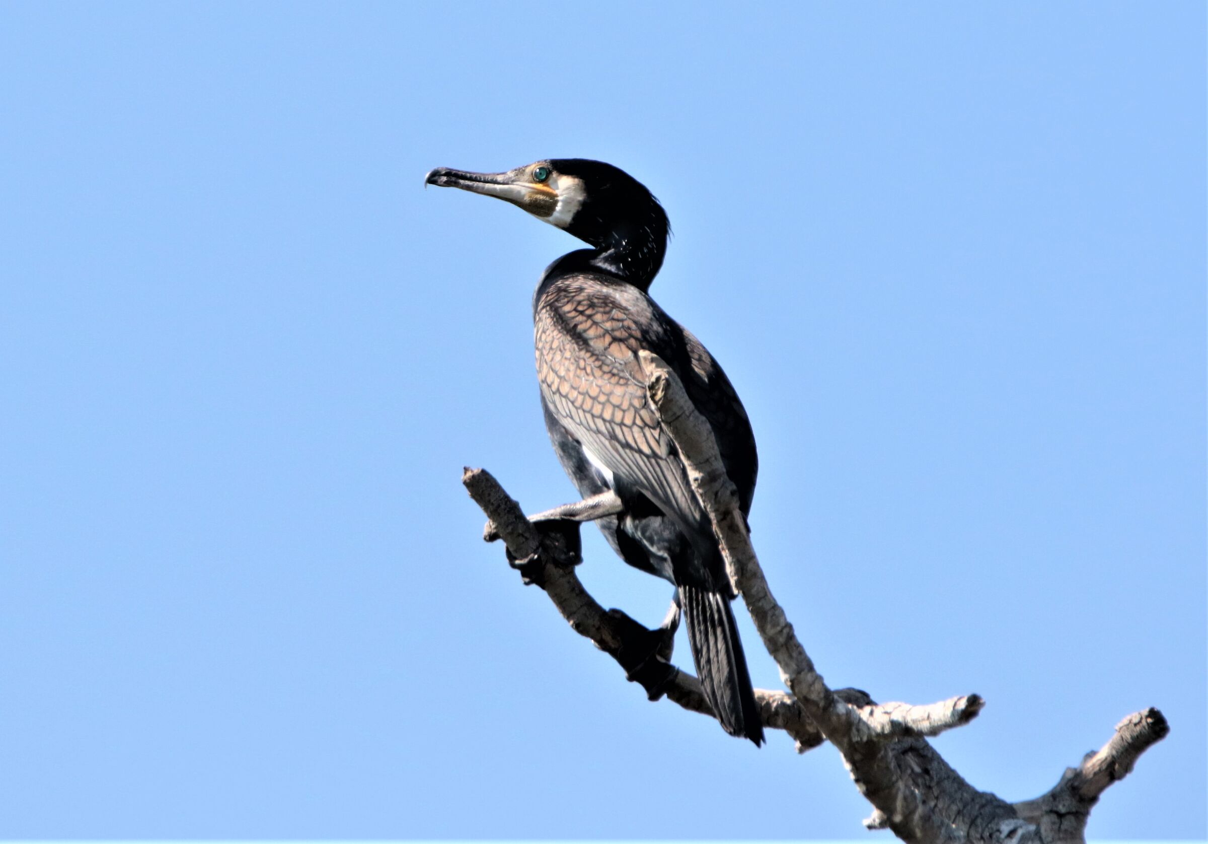 cormorano