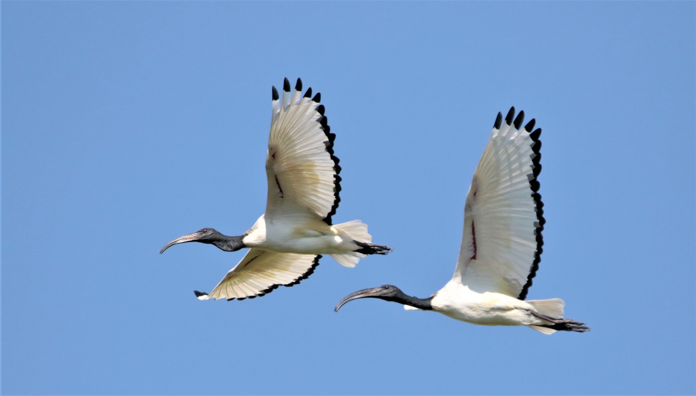 ibis