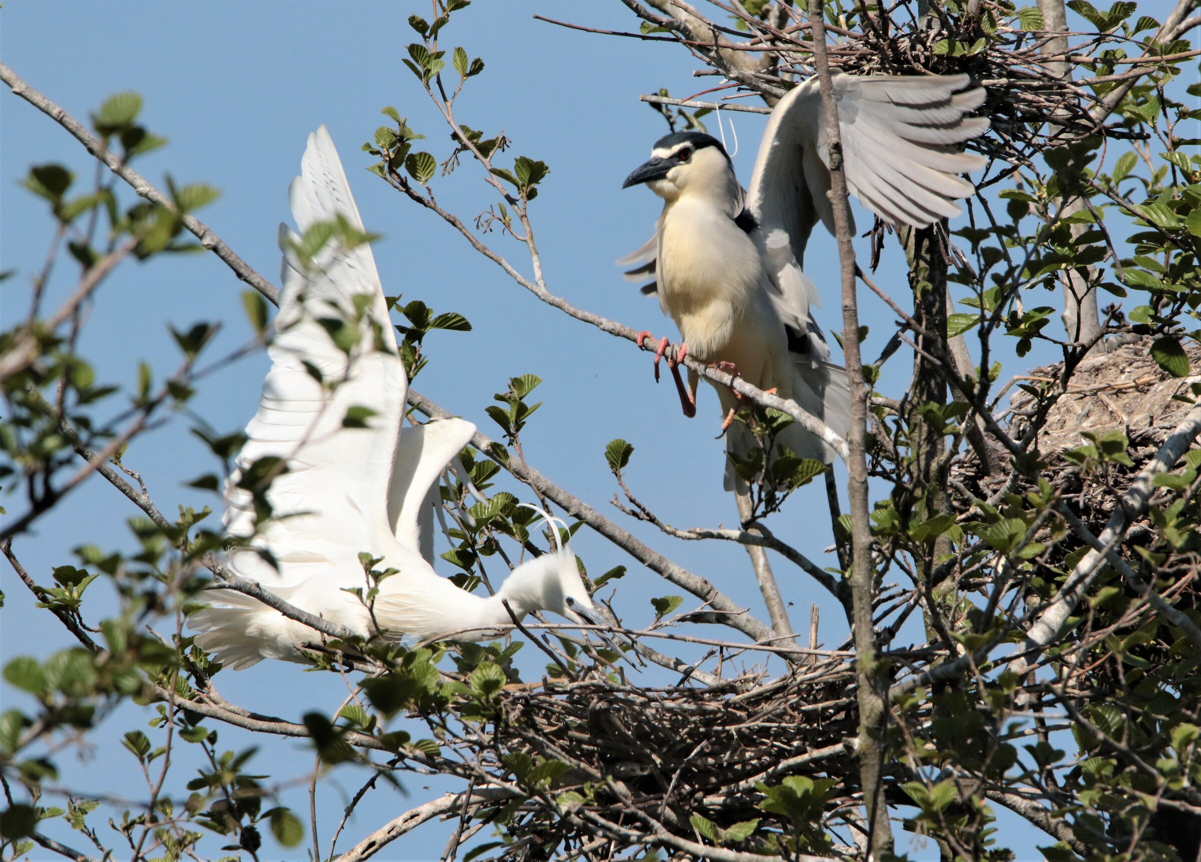 attacco di sorpresa!
