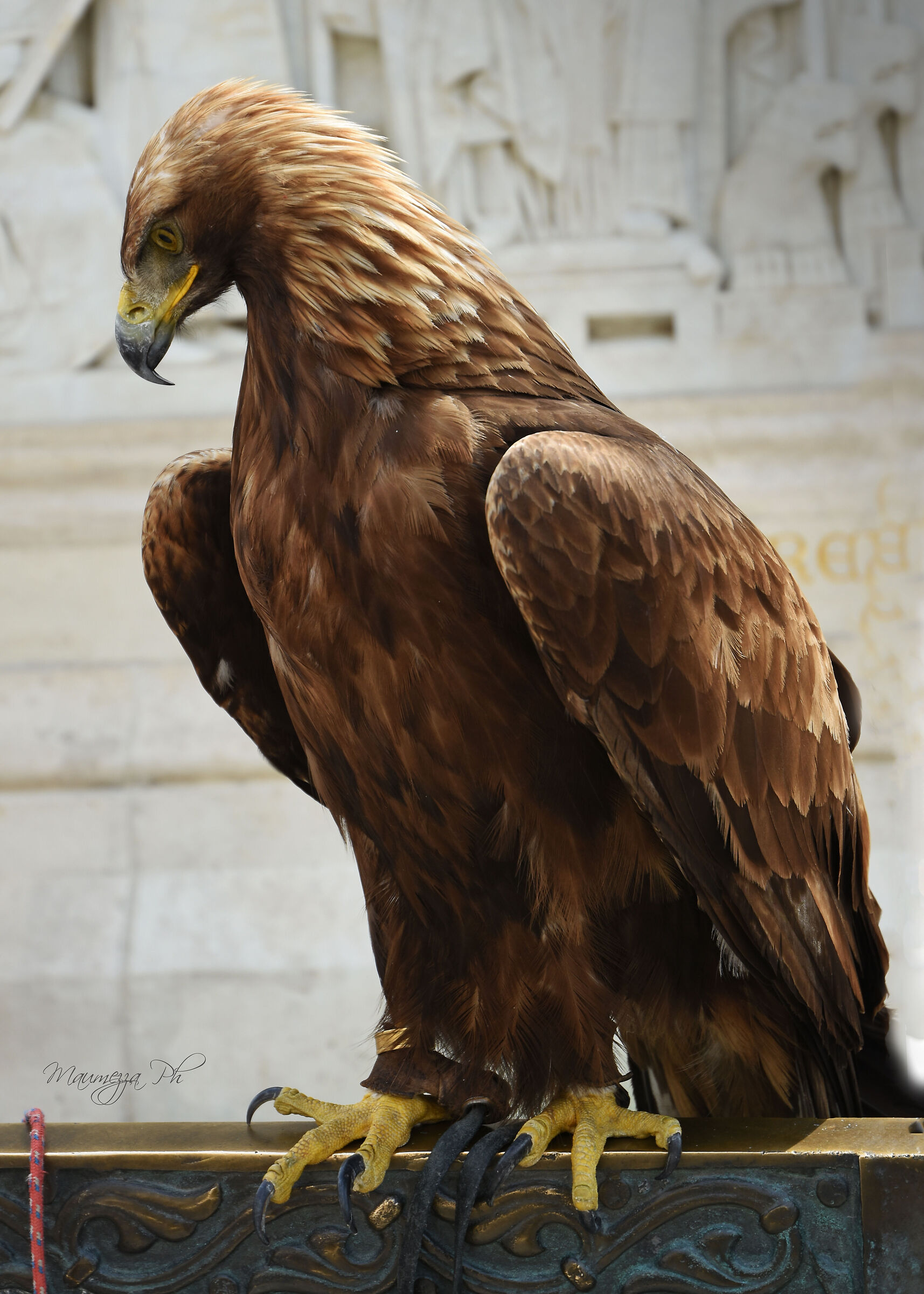Falco a Budapeste