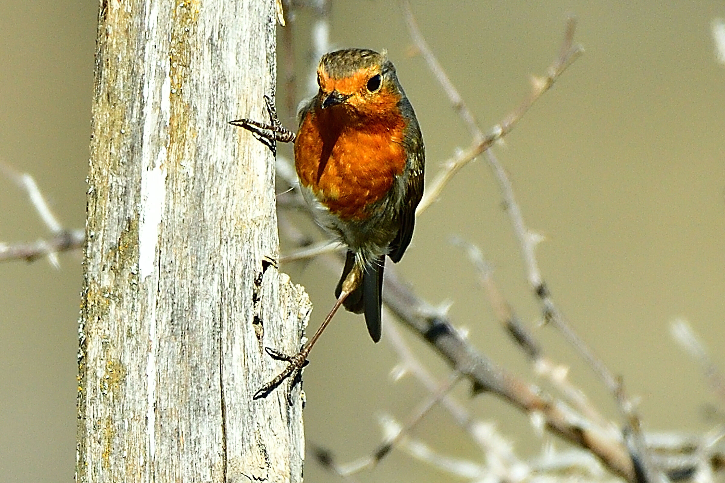 Robin