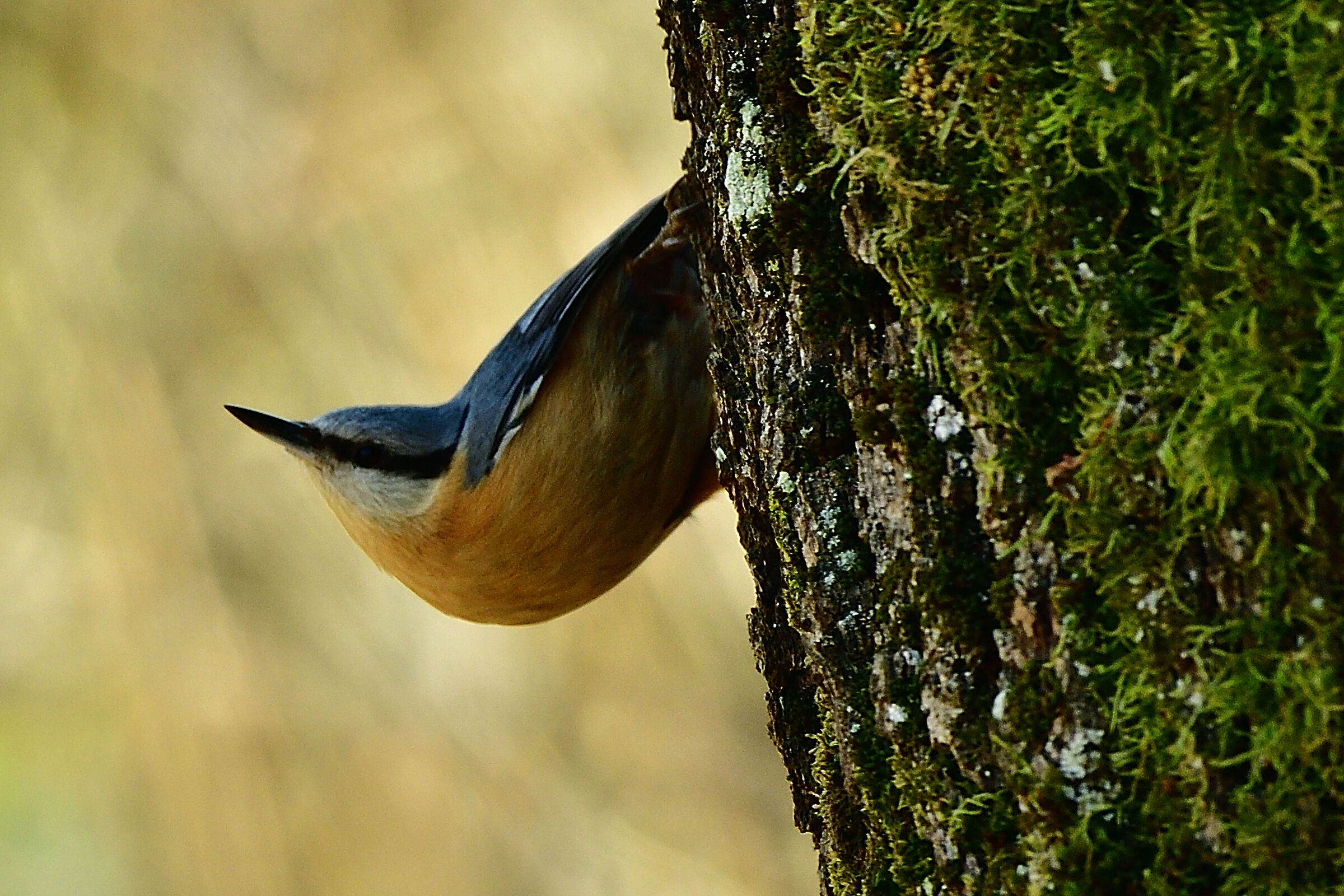 Wood nuthatch