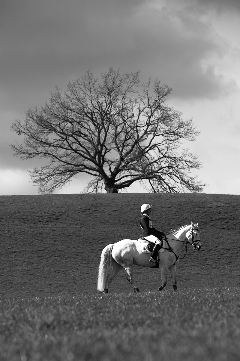 tree and horse