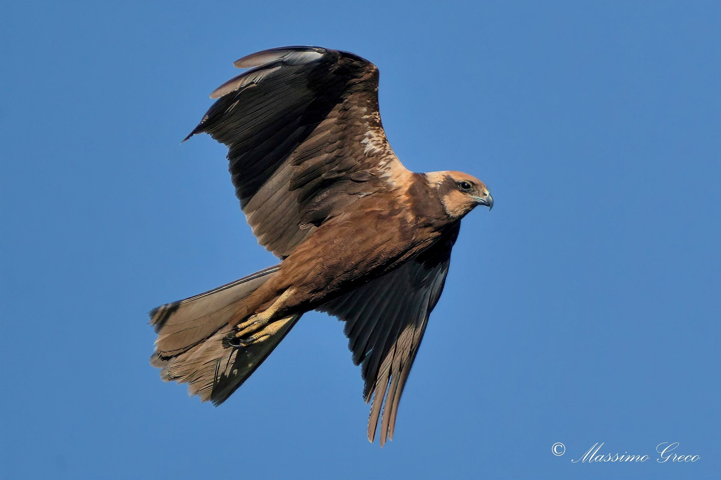 Marsh falcon (Circus aeruginosus)