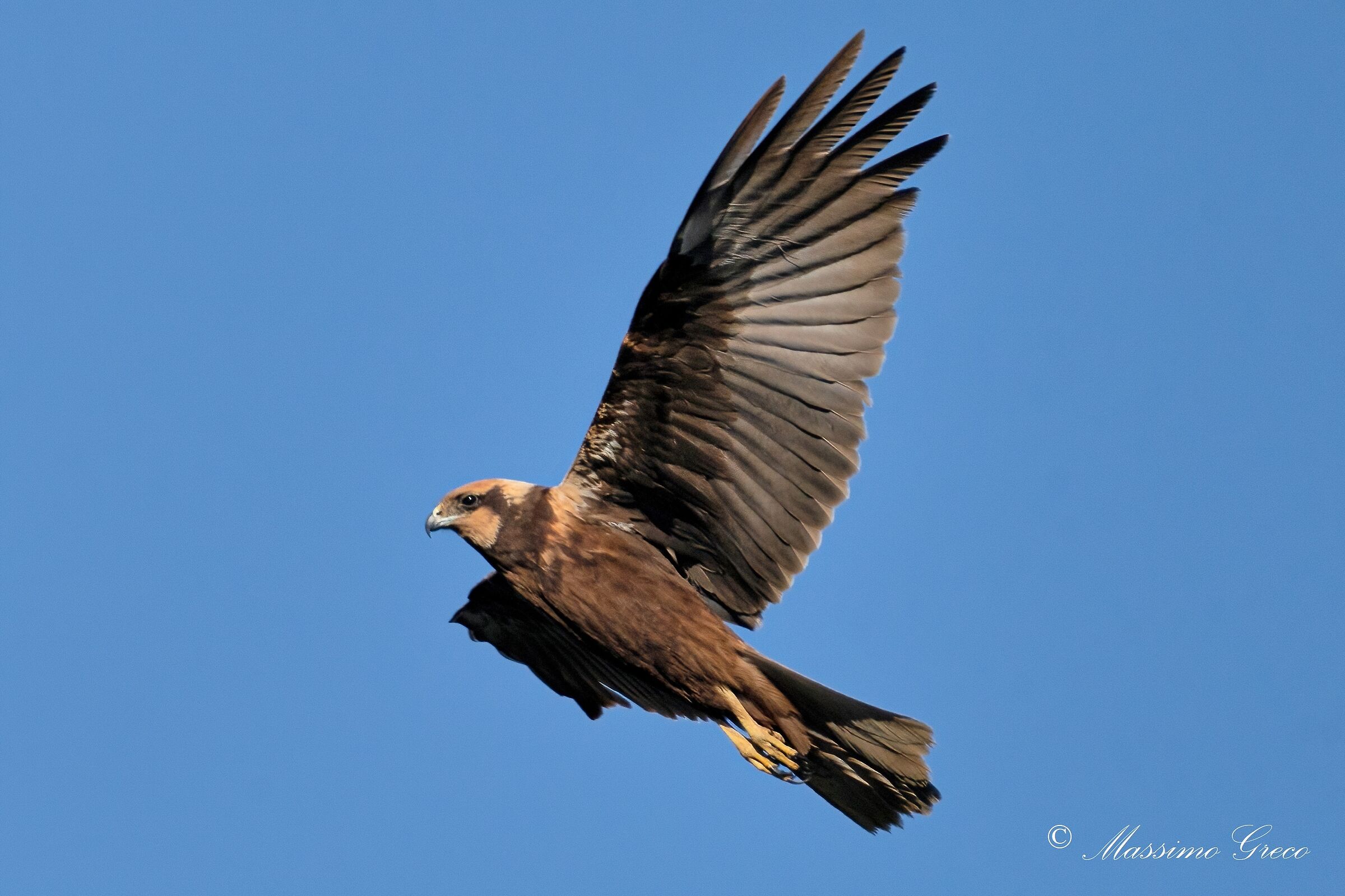 Marsh falcon (Circus aeruginosus)