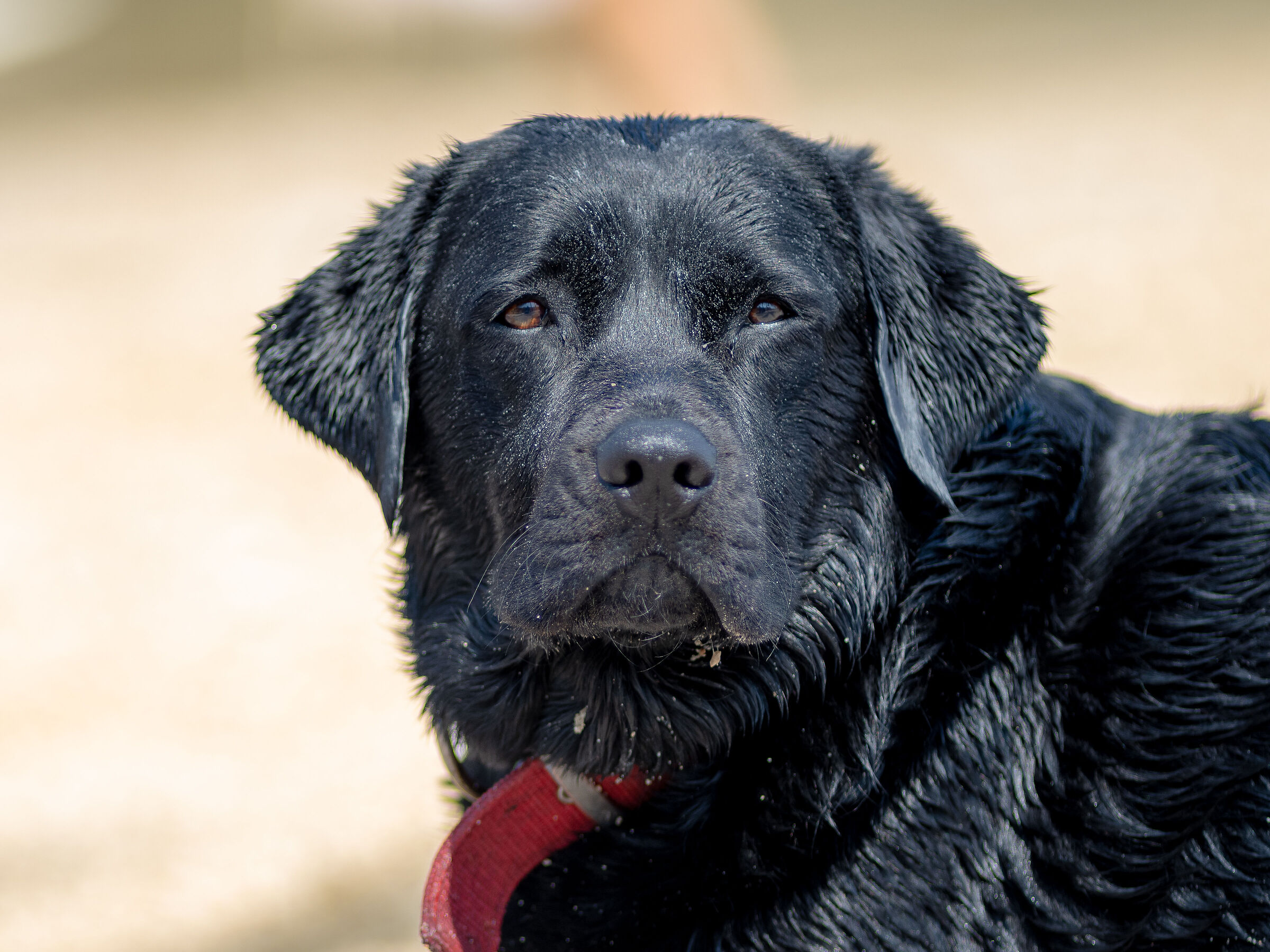 Cane pensieroso dopo il bagno a mare
