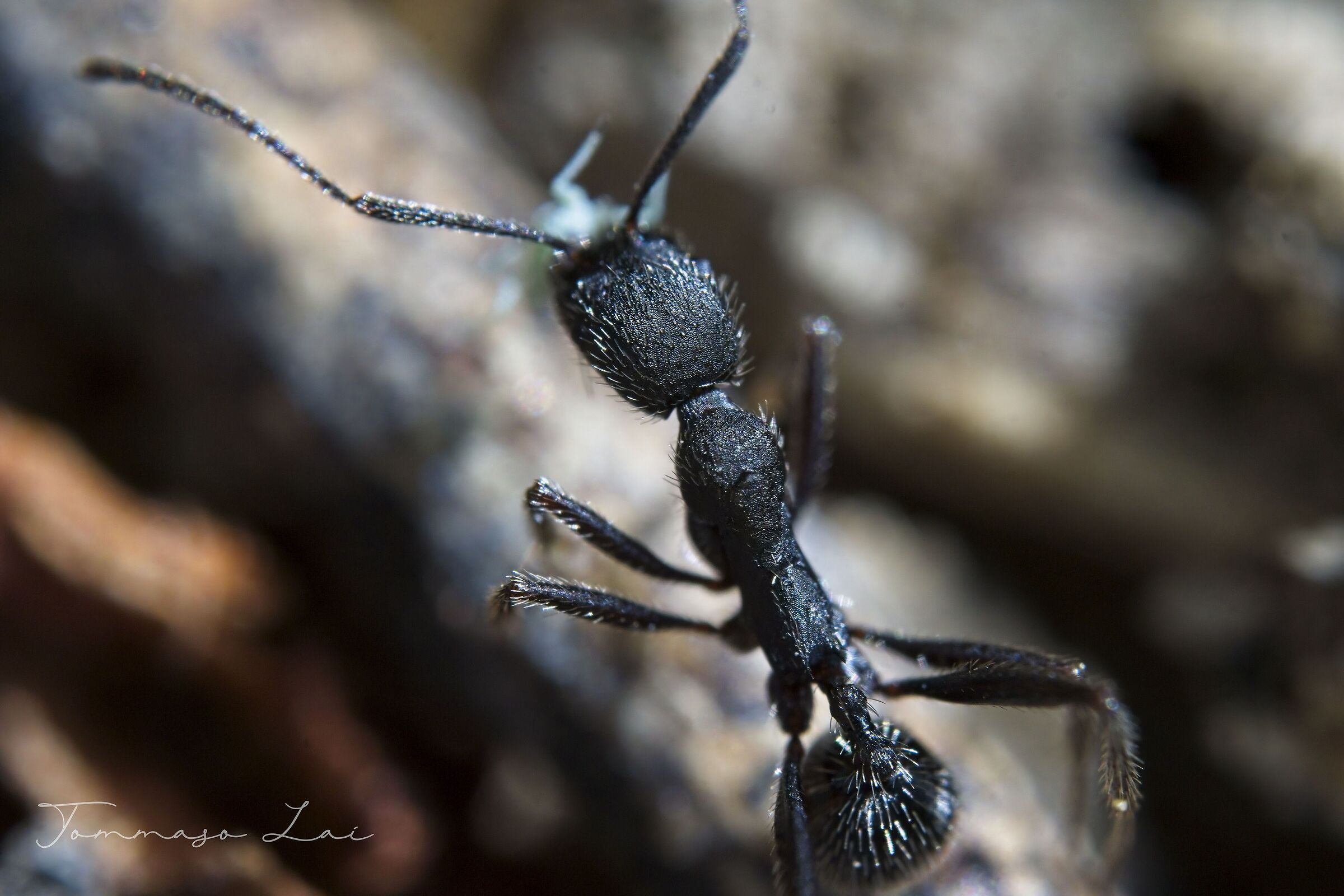 Aphaenogaster senilis