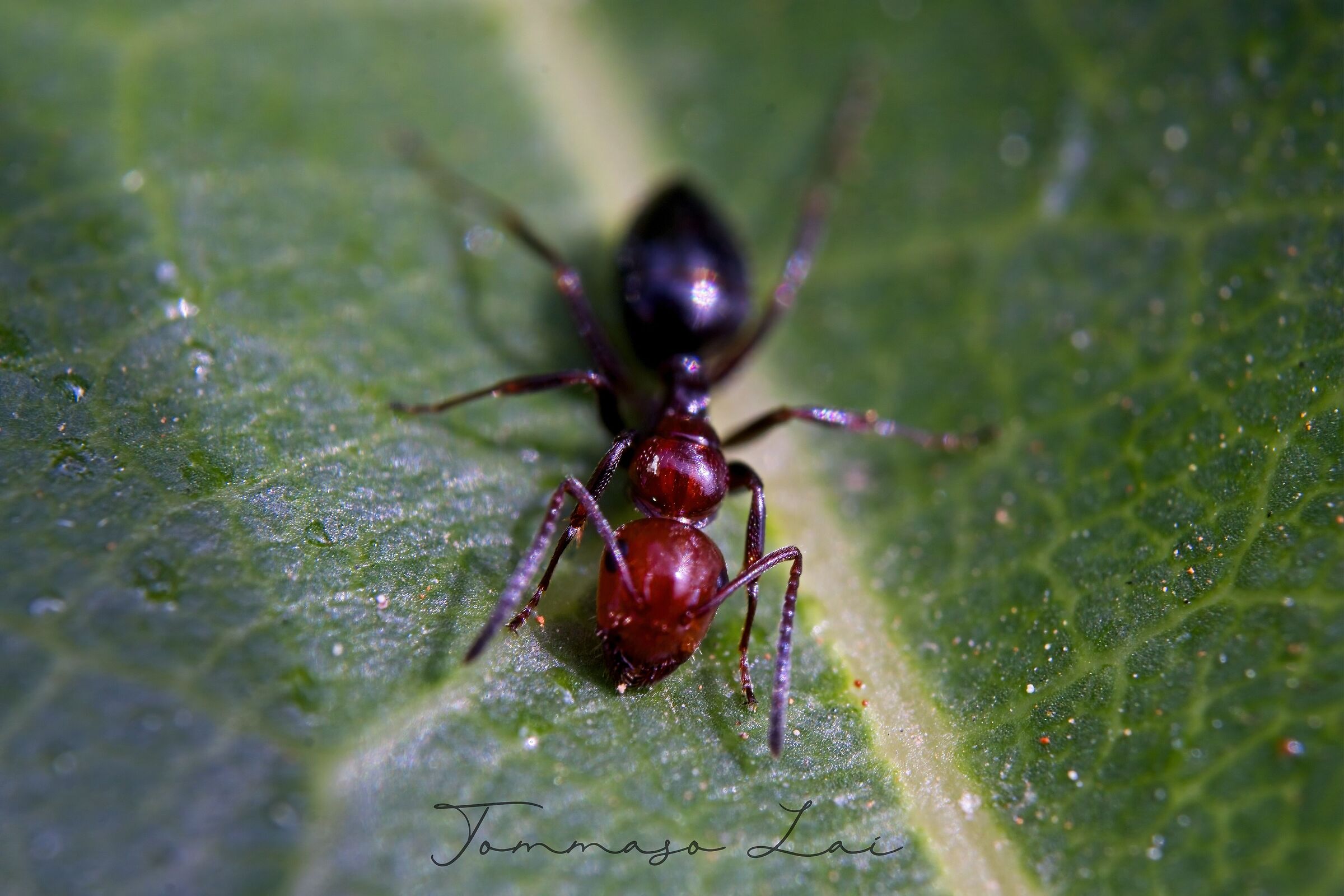 Camponotus lateralis