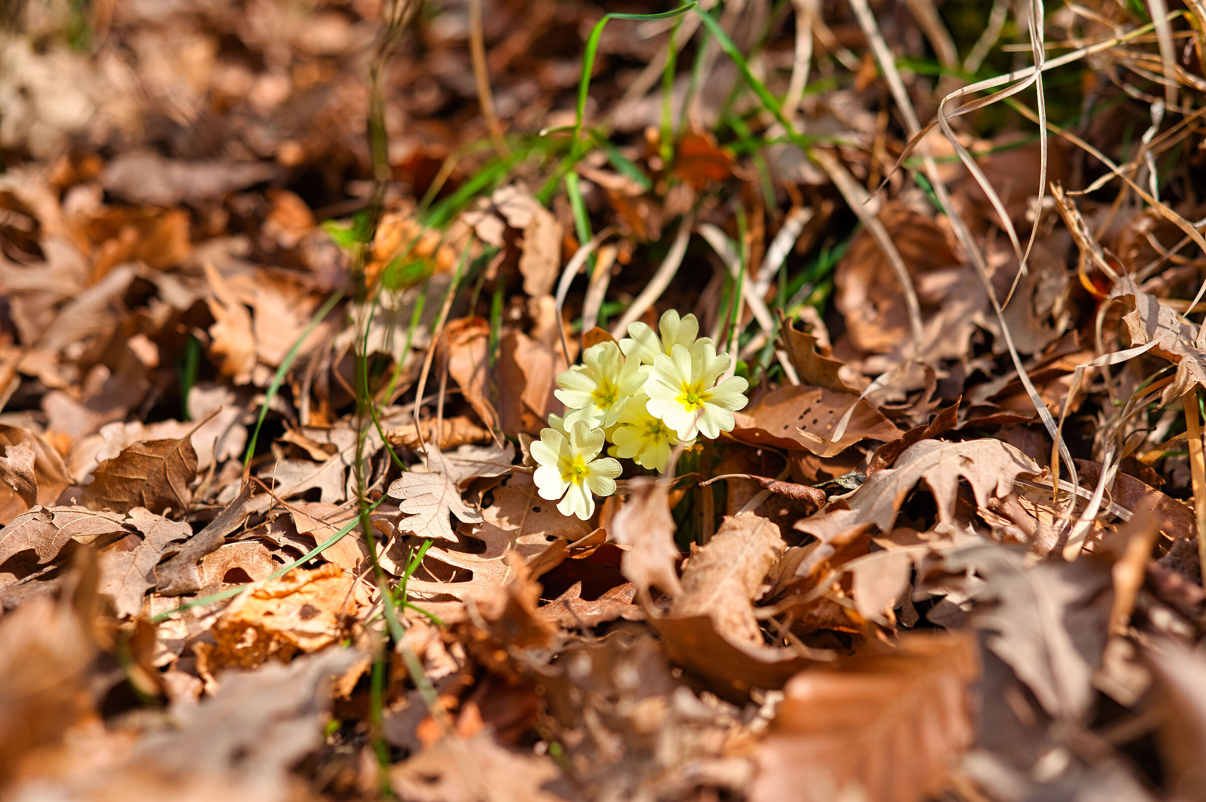 First Primroses