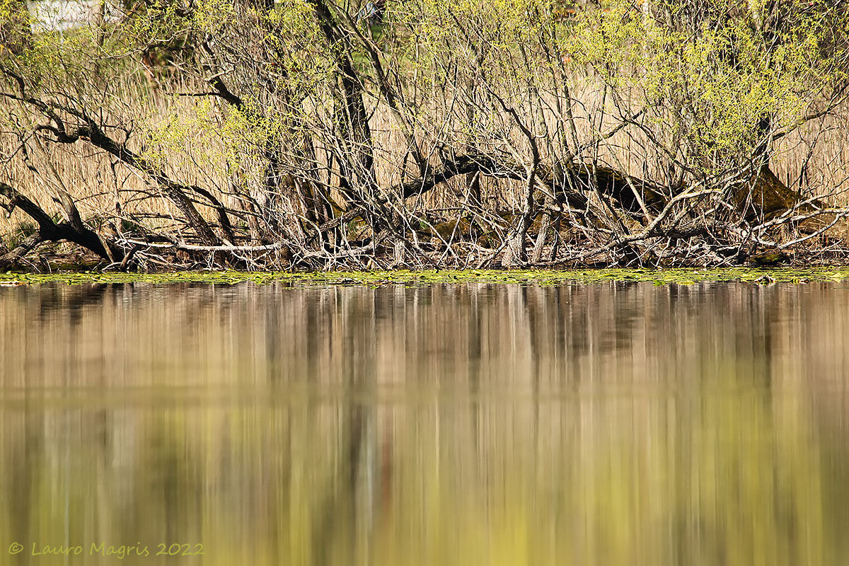 Spring weaves