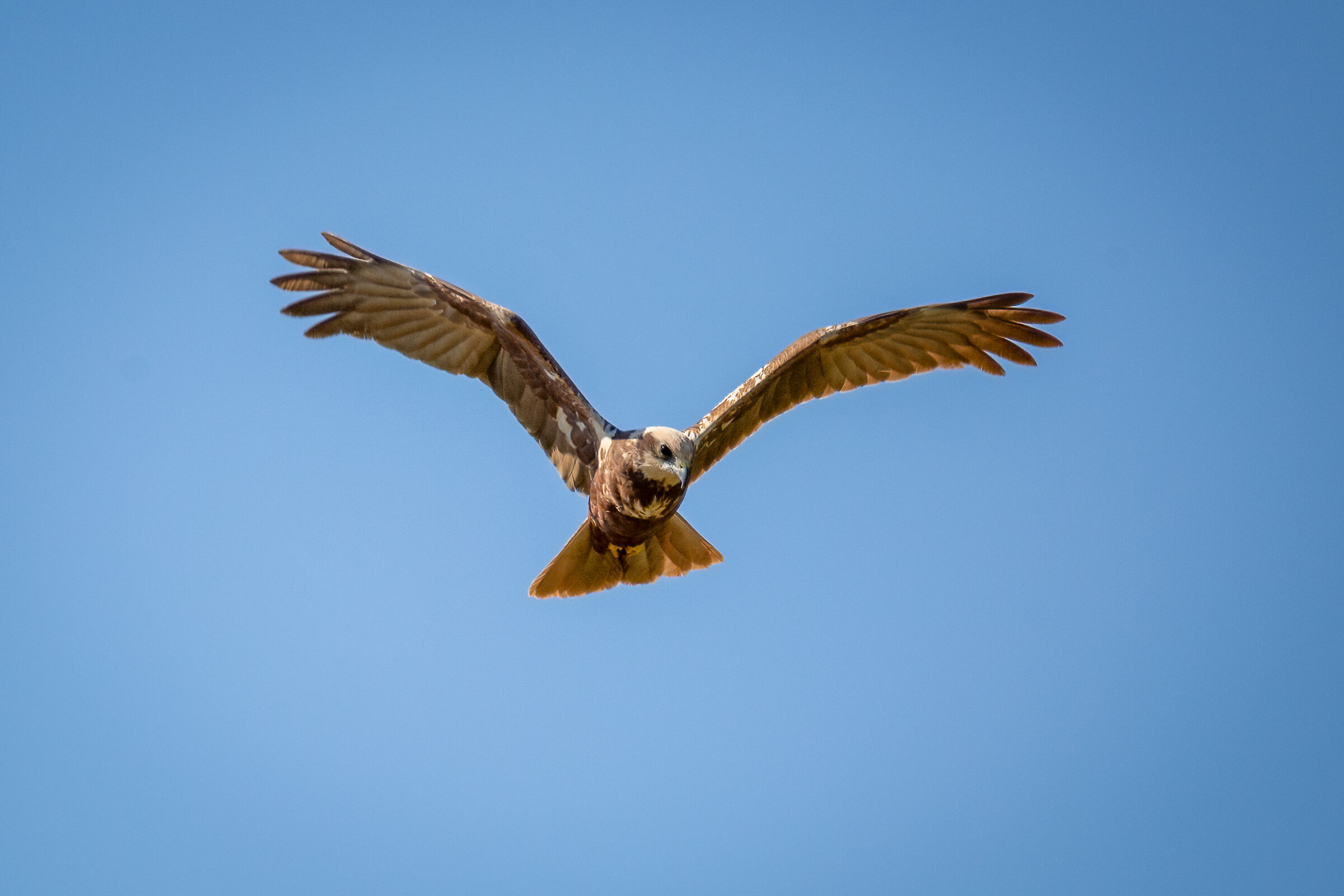 Falco di Palude Femmina