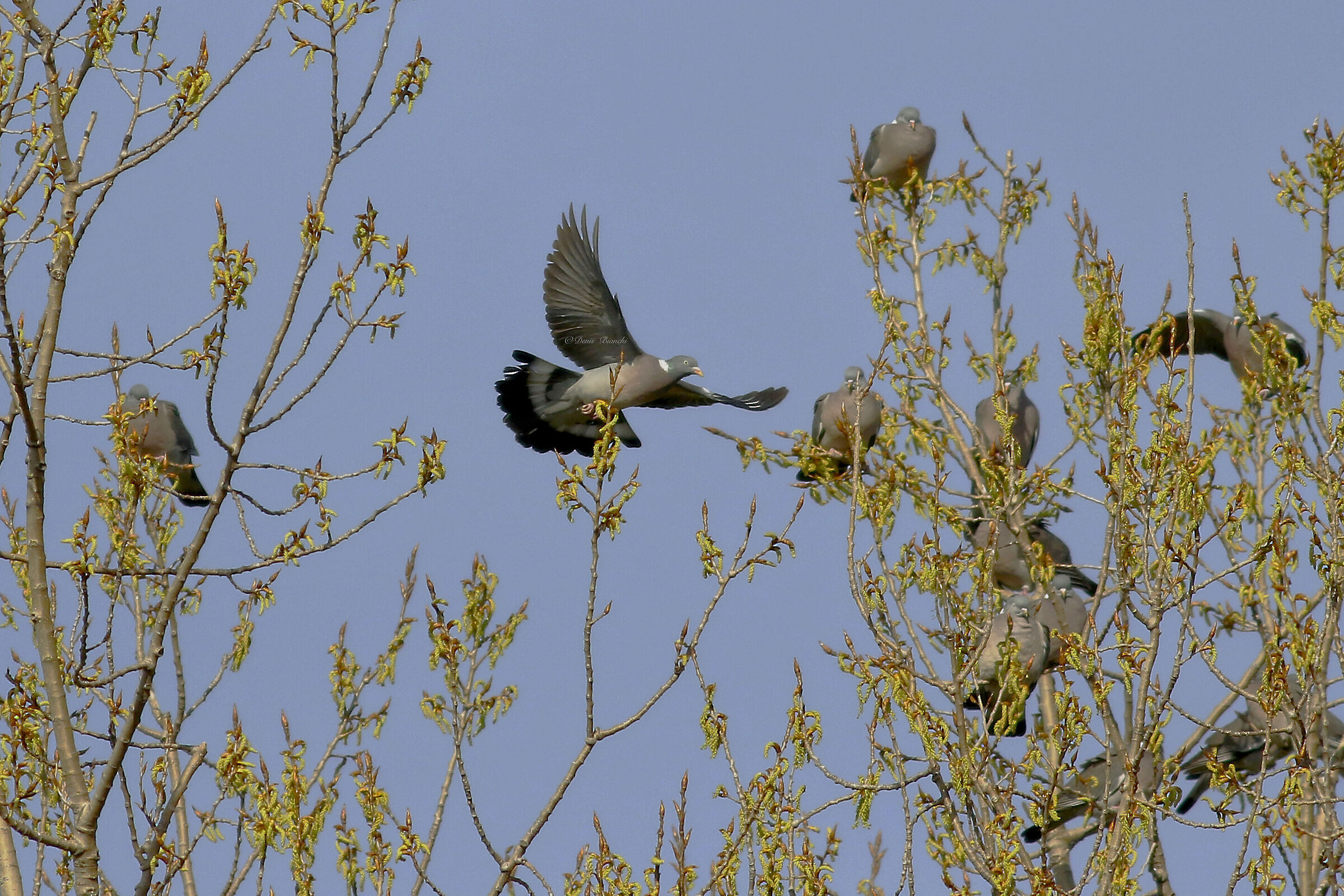 Wood pigeon among poplars