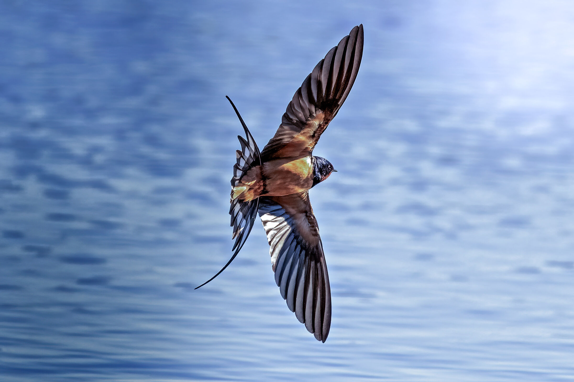 Sono tornate le rondini