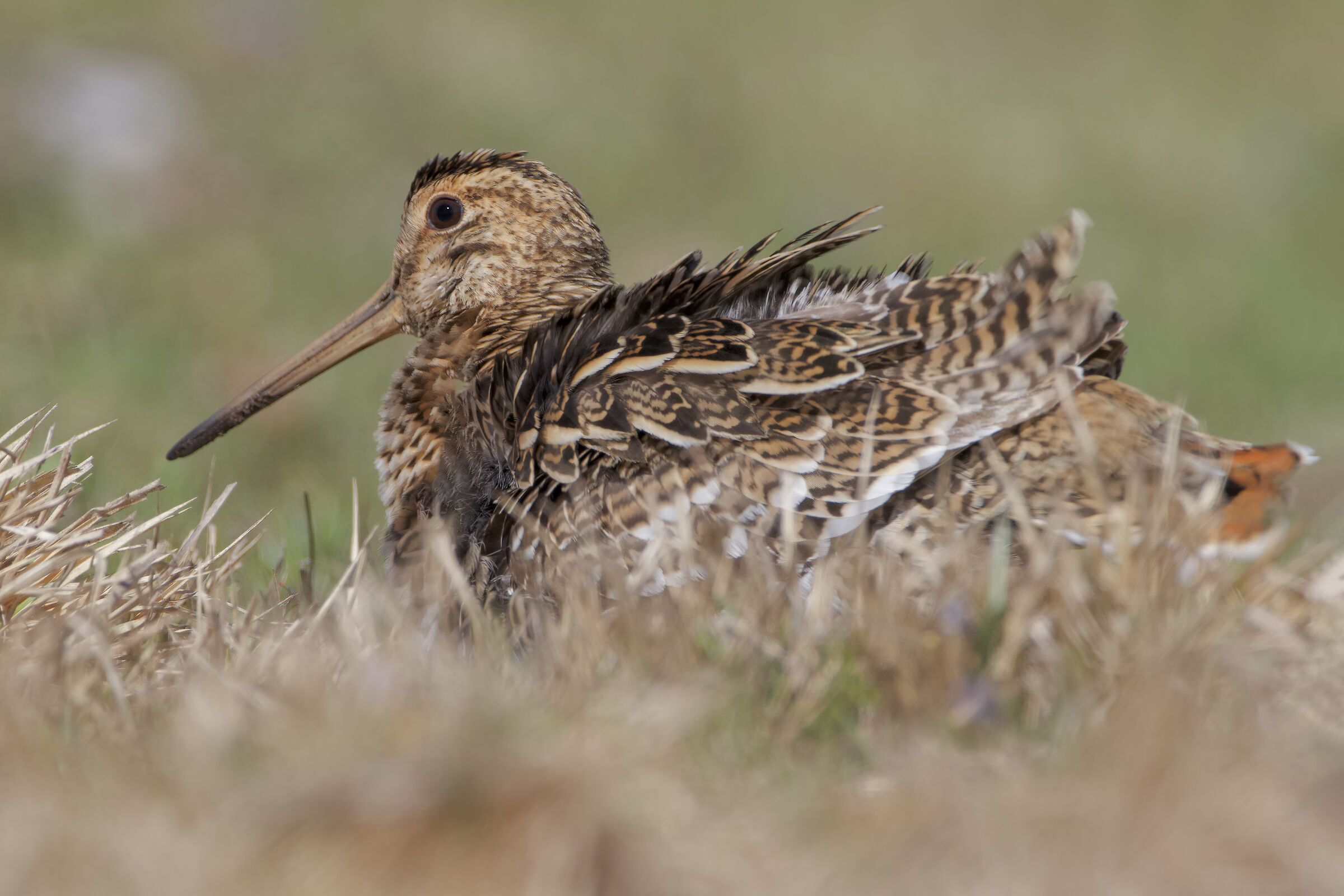 Great snipe