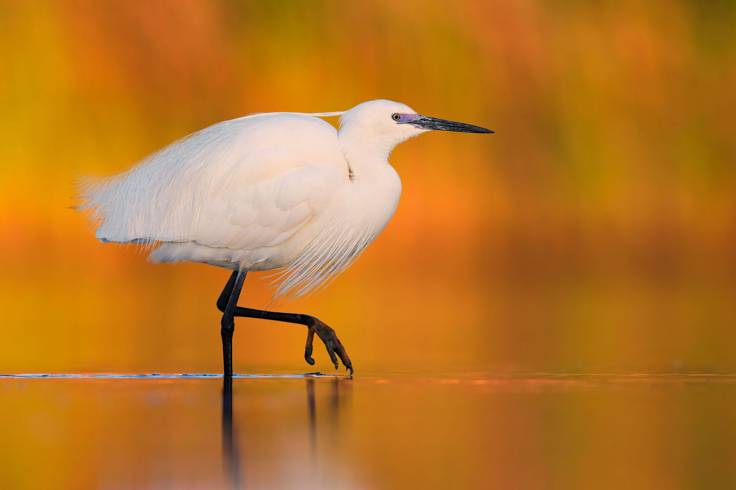 Egret