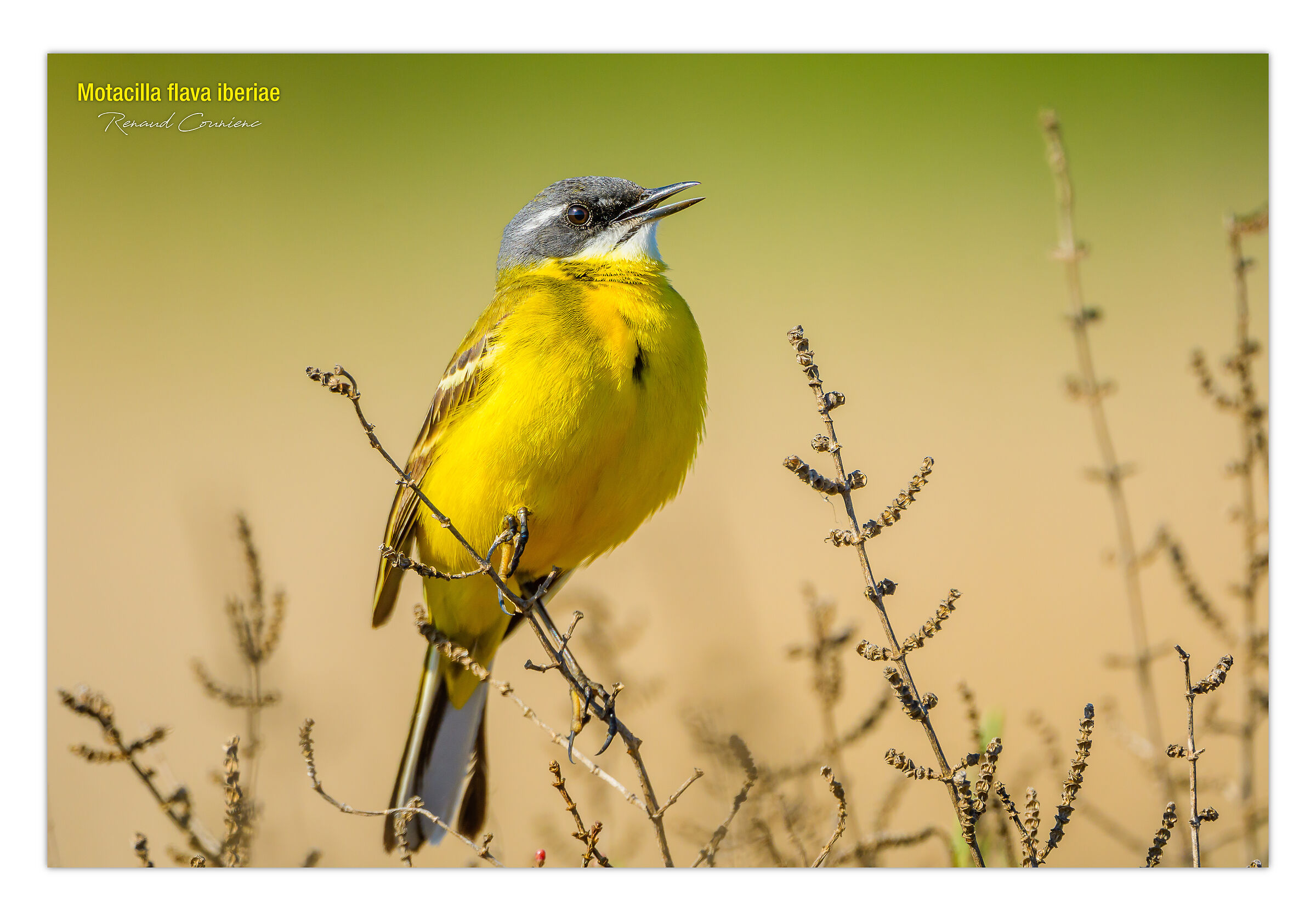 Motacilla flava iberia