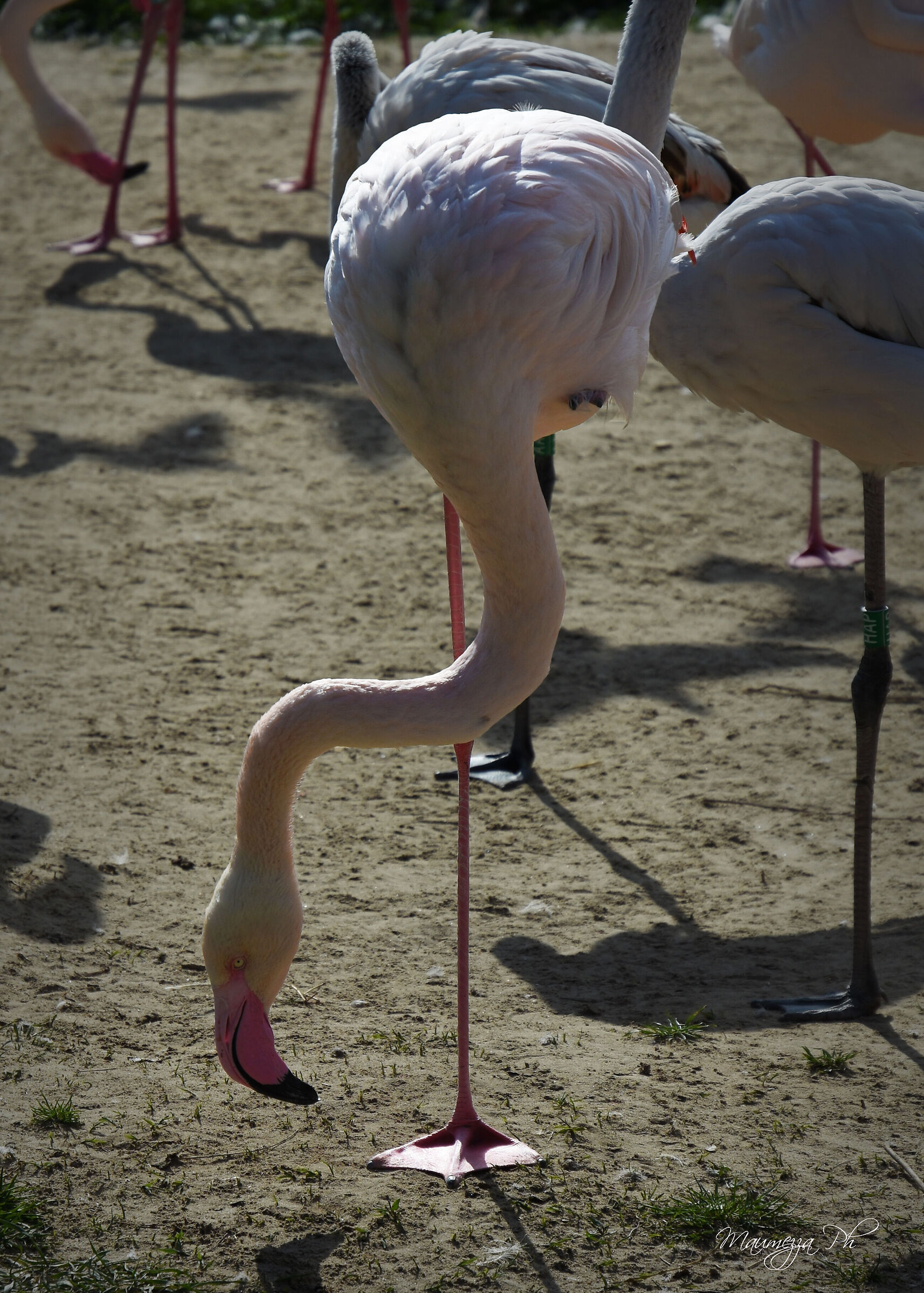 equilibrista