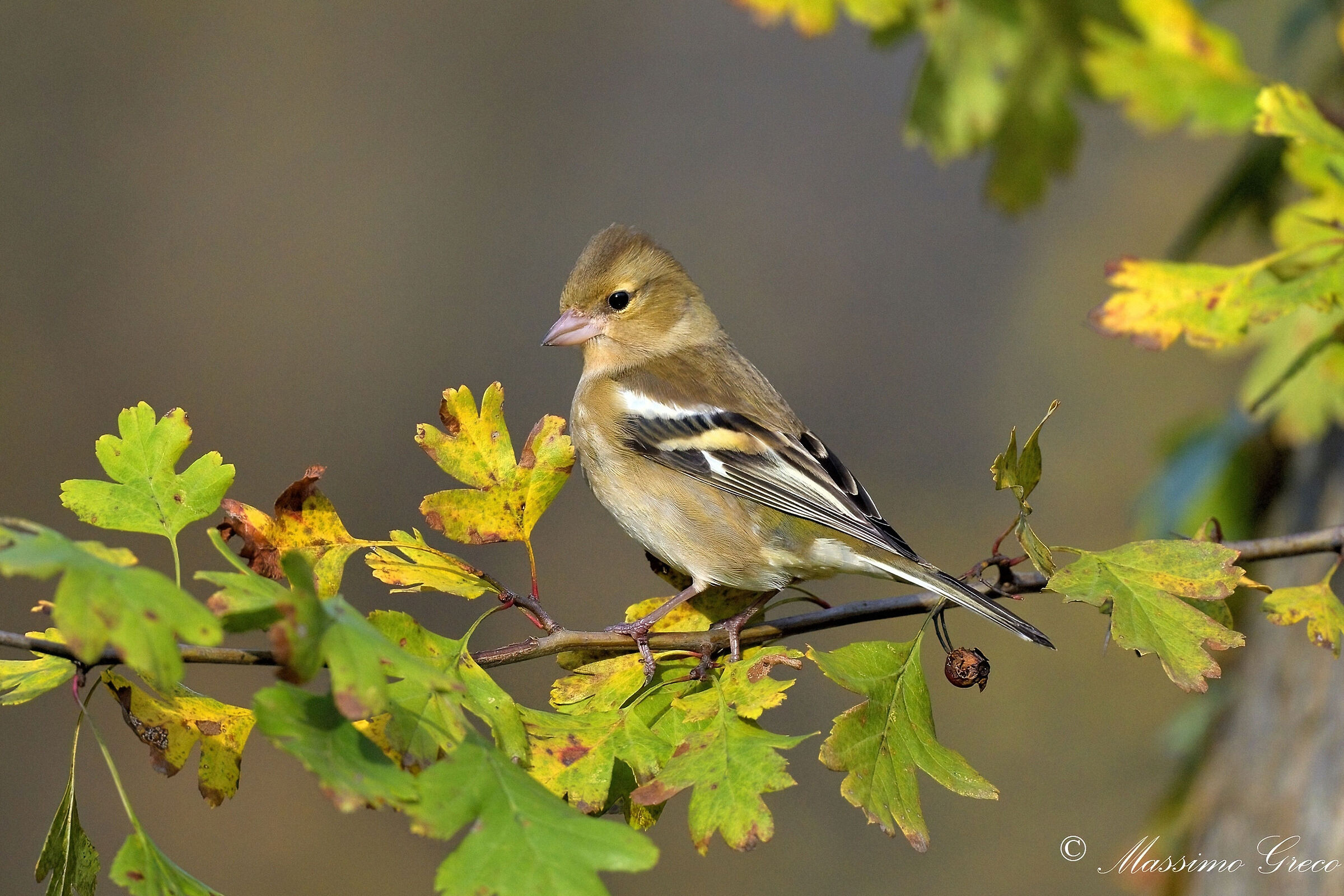 Fringuello (Fringilla coelebs)