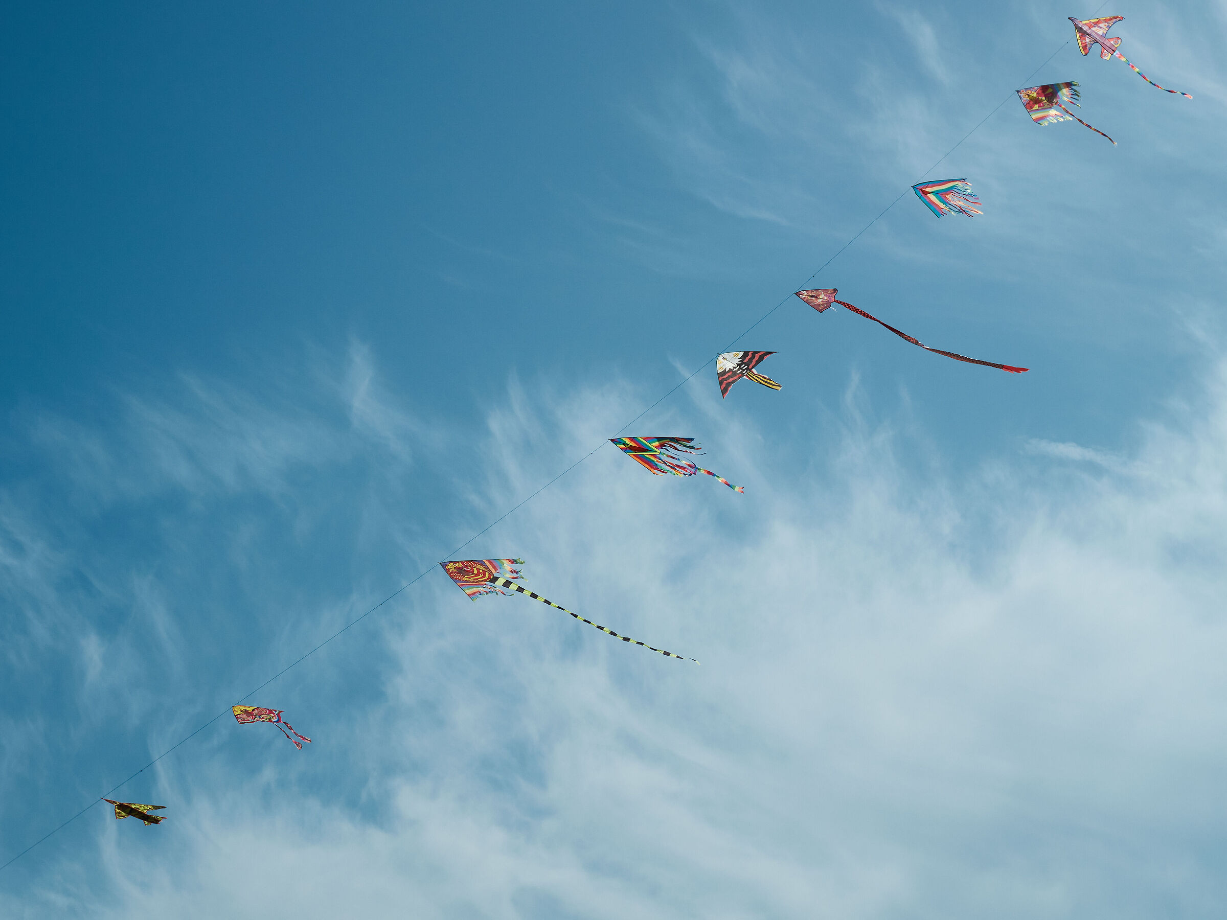 Free and high in the sky...