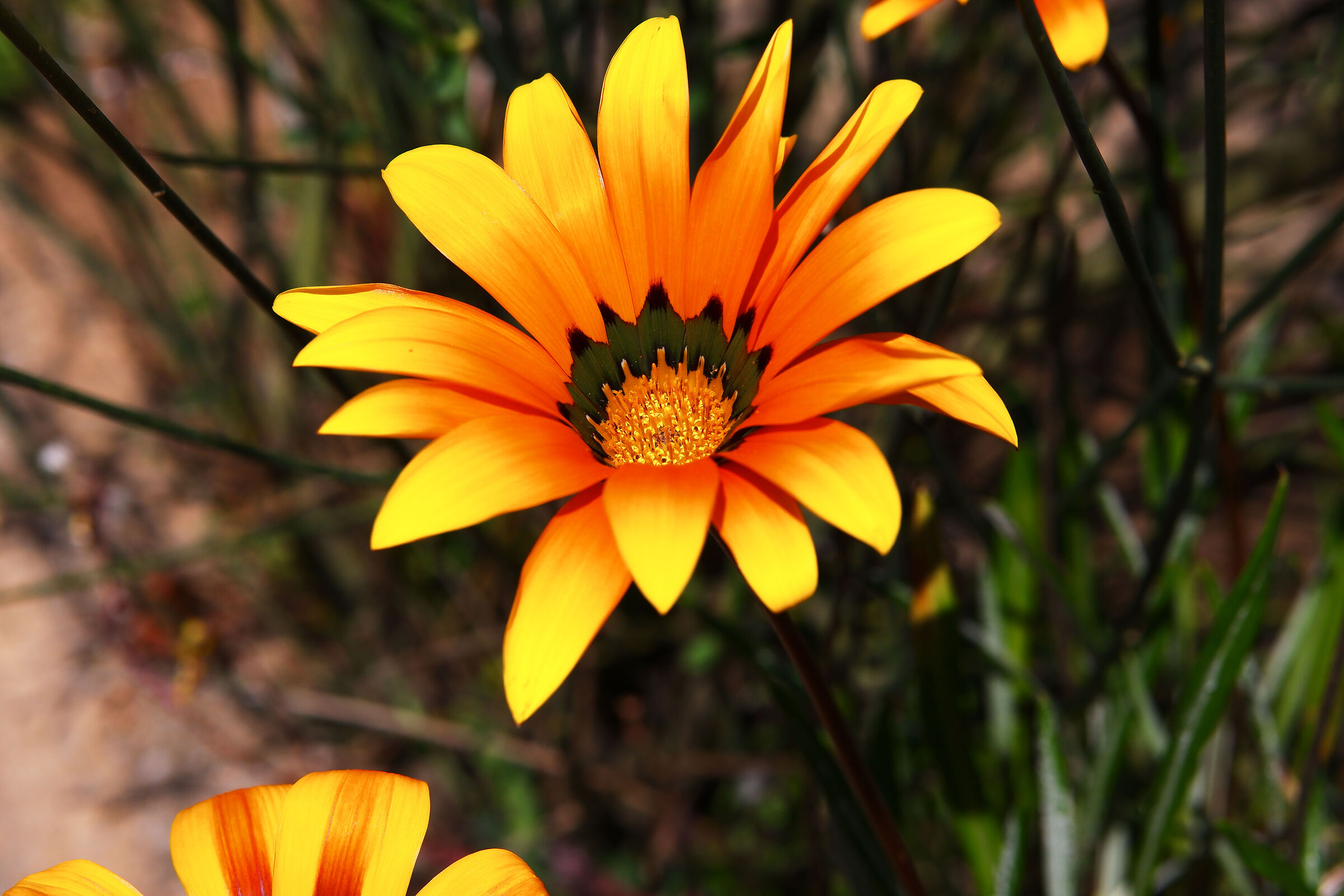 Gazania