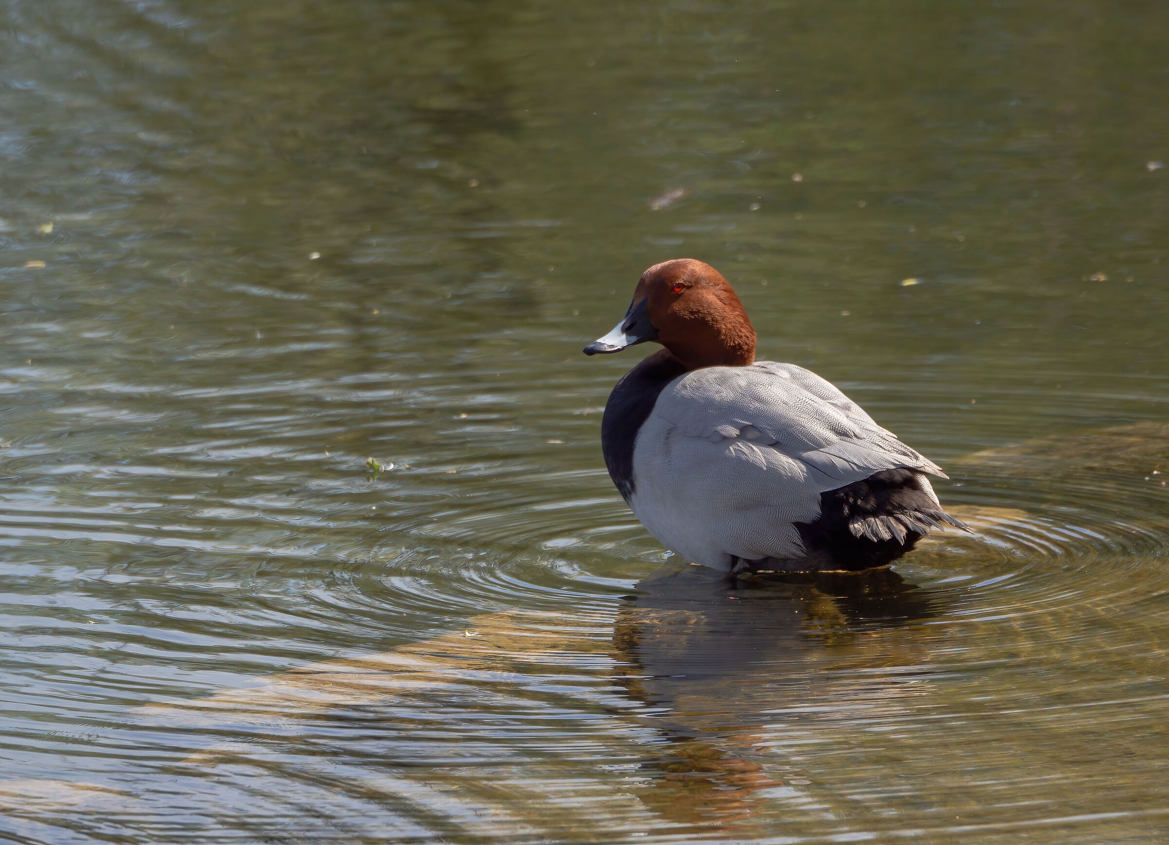 Male Moriglione