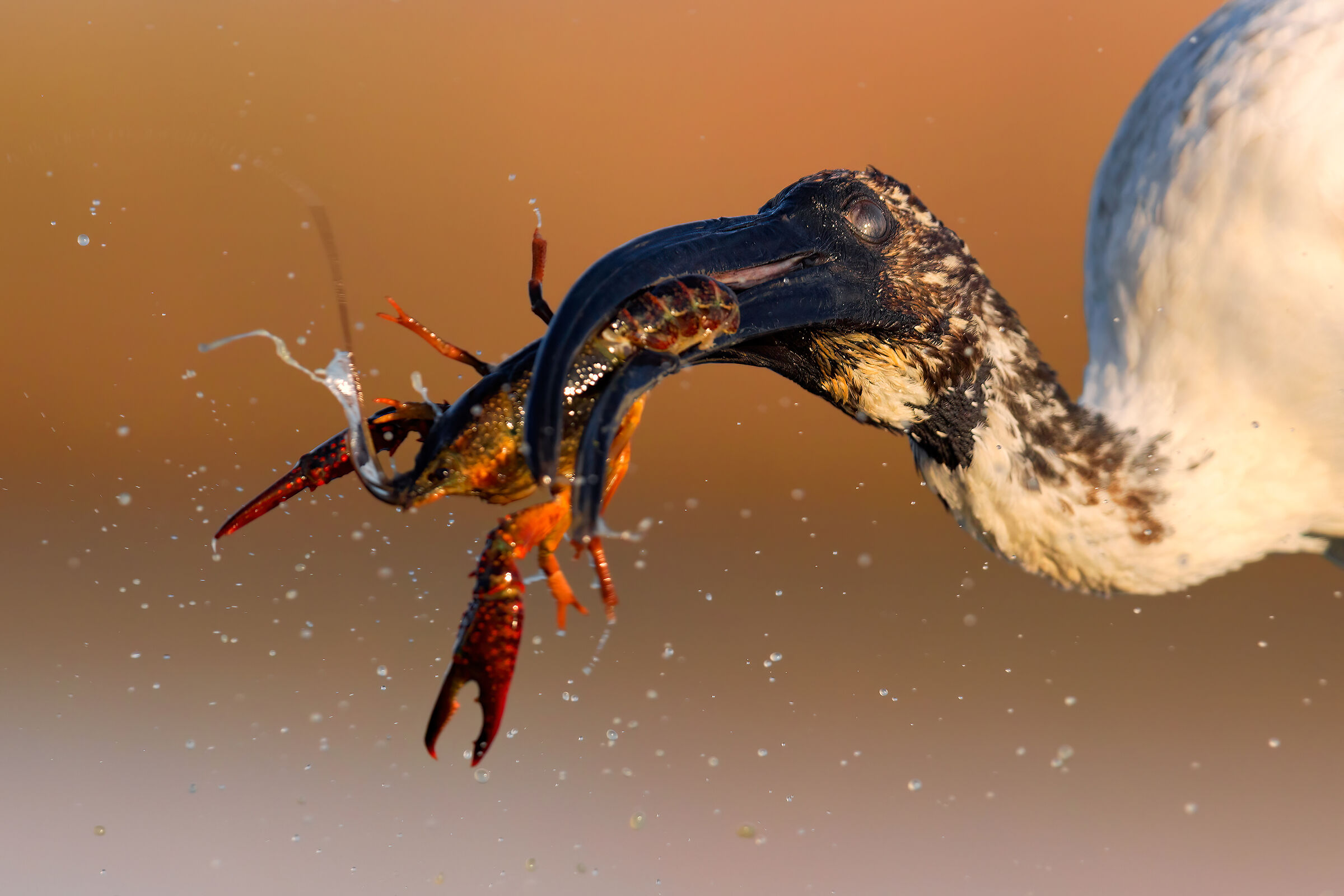 Pesca Grossa (Ibis Sacro)