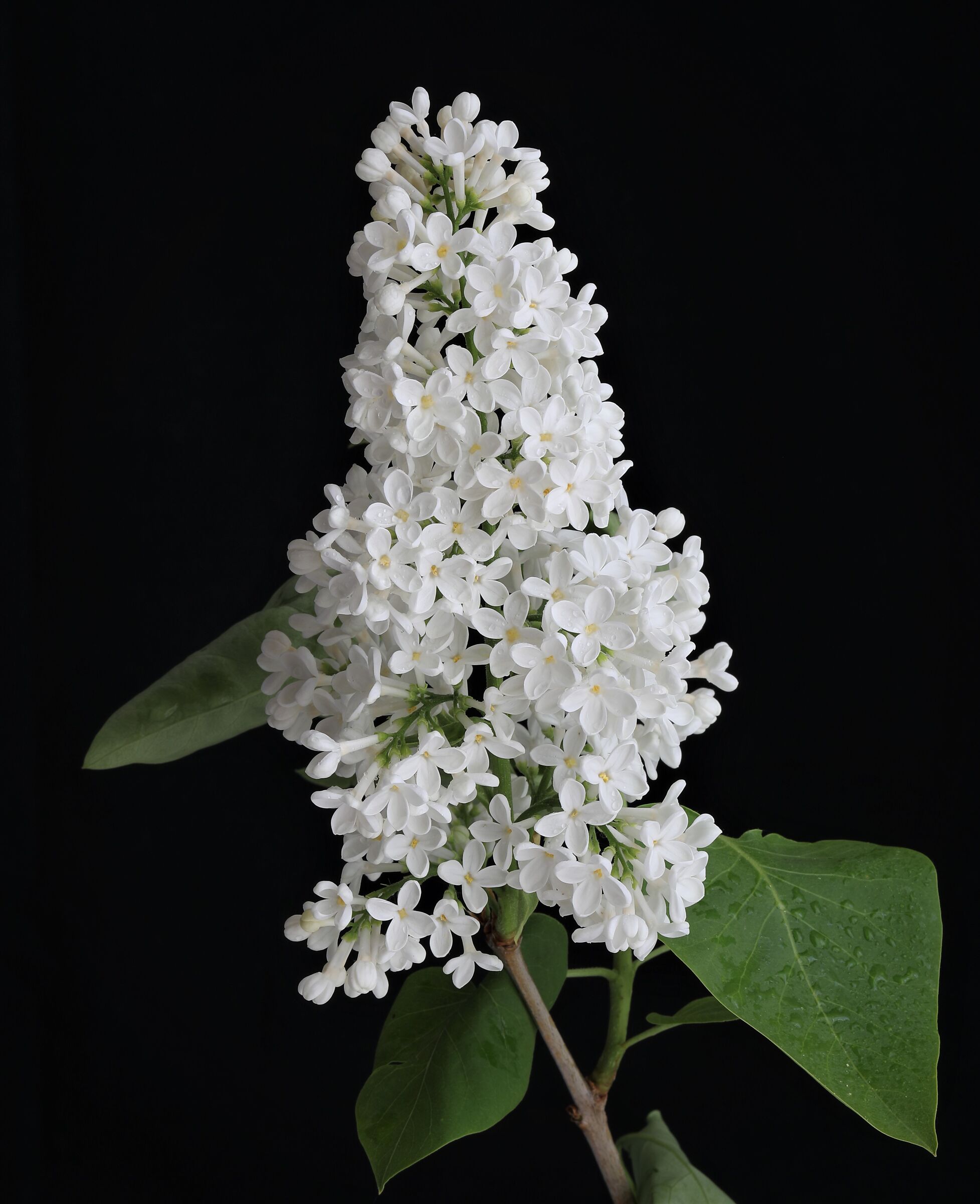 Lilac [syringa]