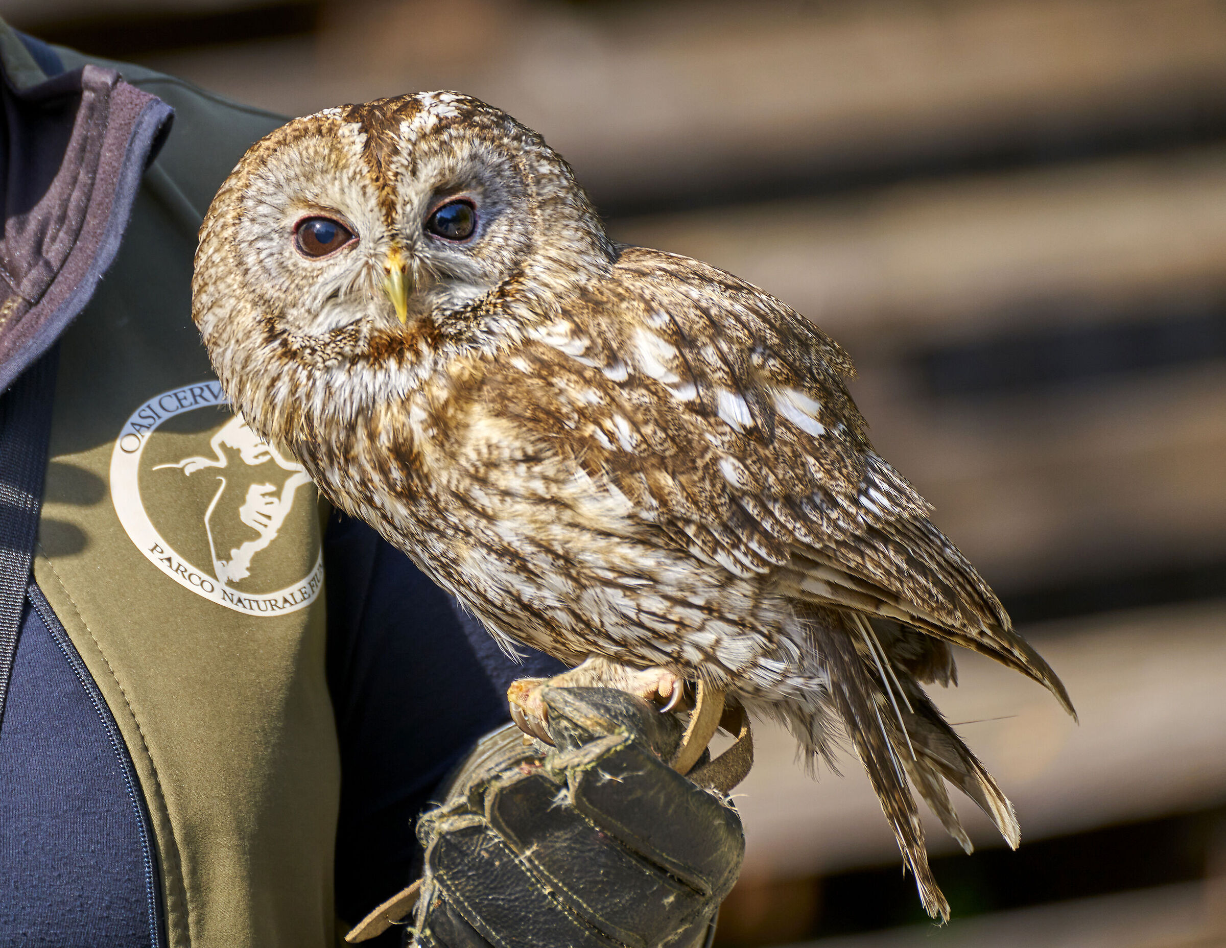 The Baby Owl