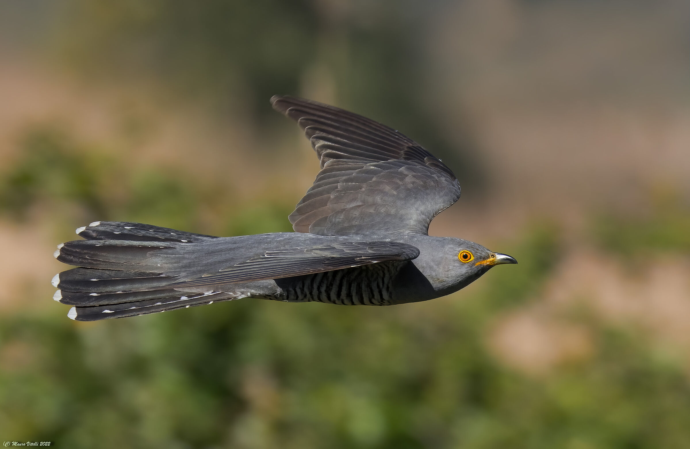 Cuckoo (Cuculus canorus)