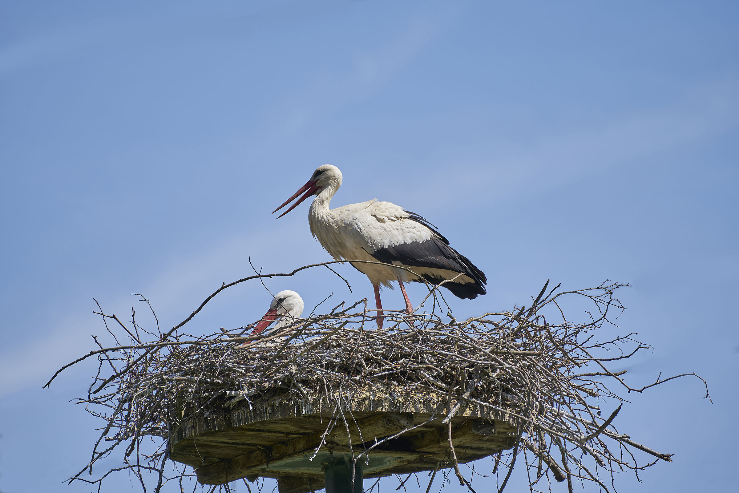 Sono arrivate le cicogne