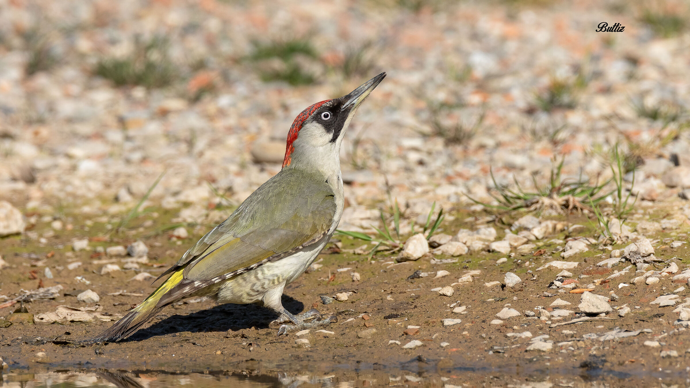 Green woodpecker (f)