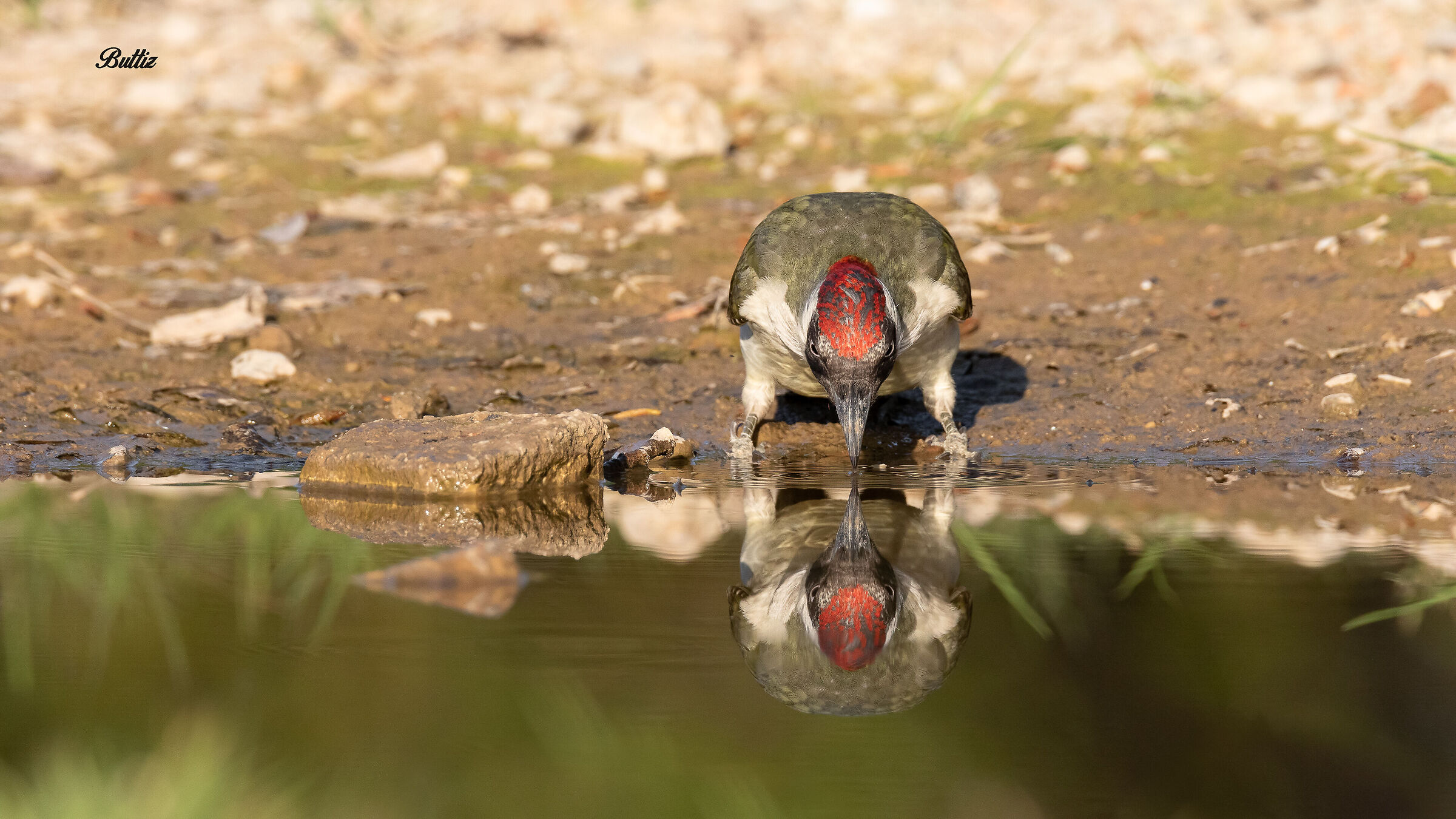 Green woodpecker (f)