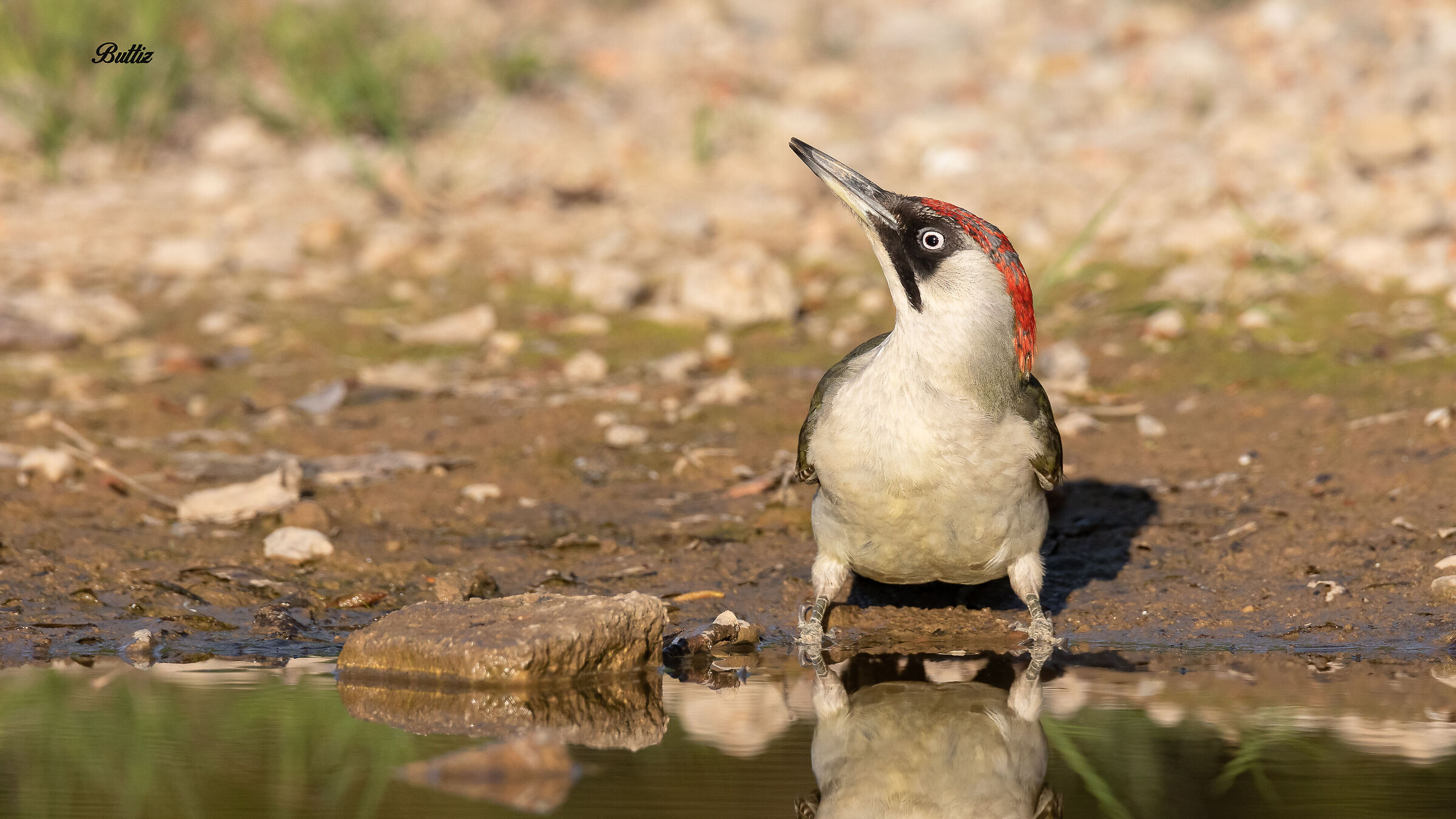 Green woodpecker (f)