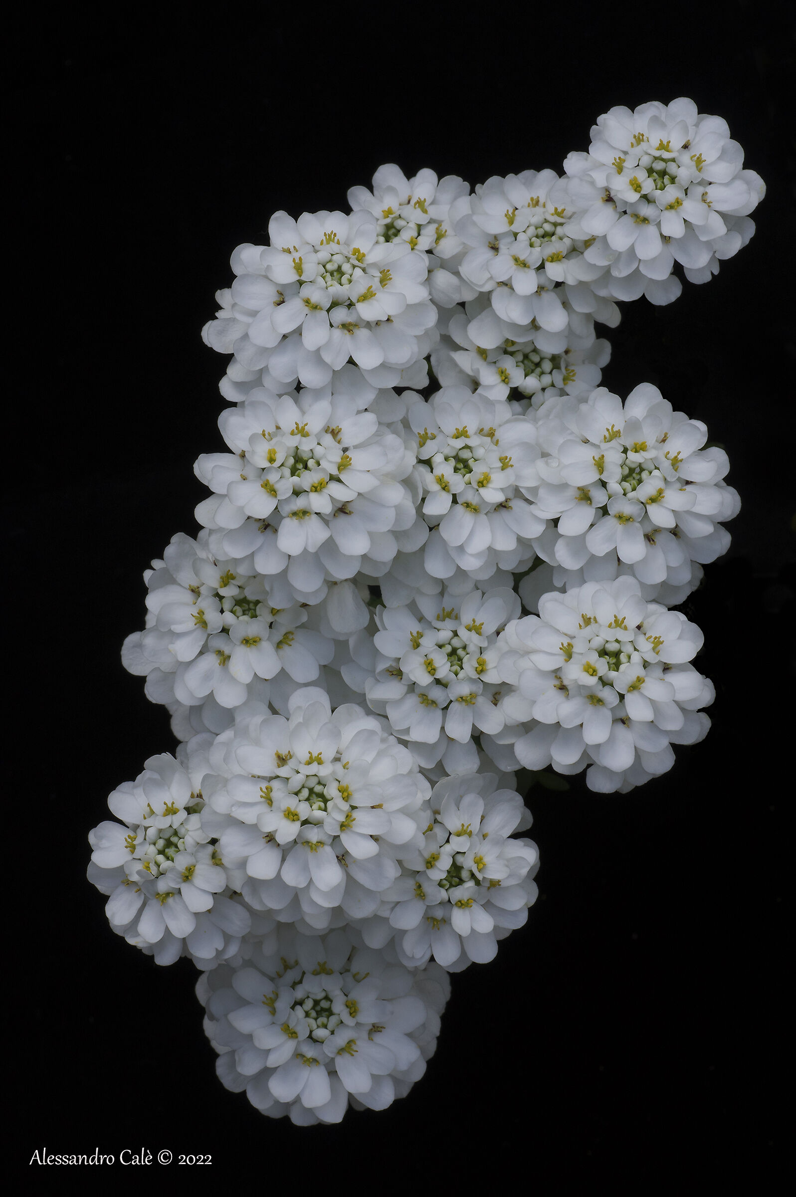 Iberis sempervirens (Raspo) 2856