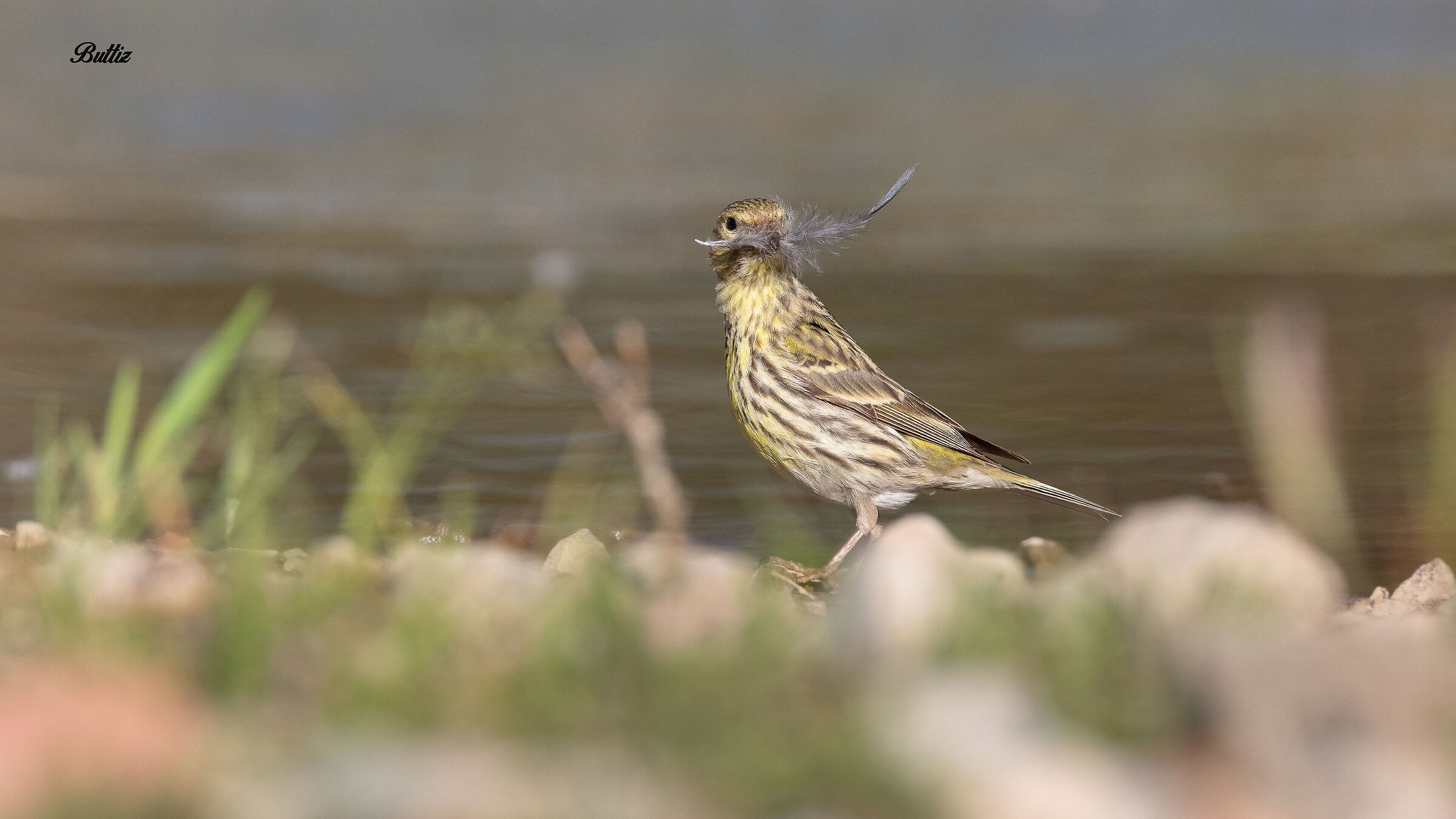 Verzellino (f) Construction of the nest