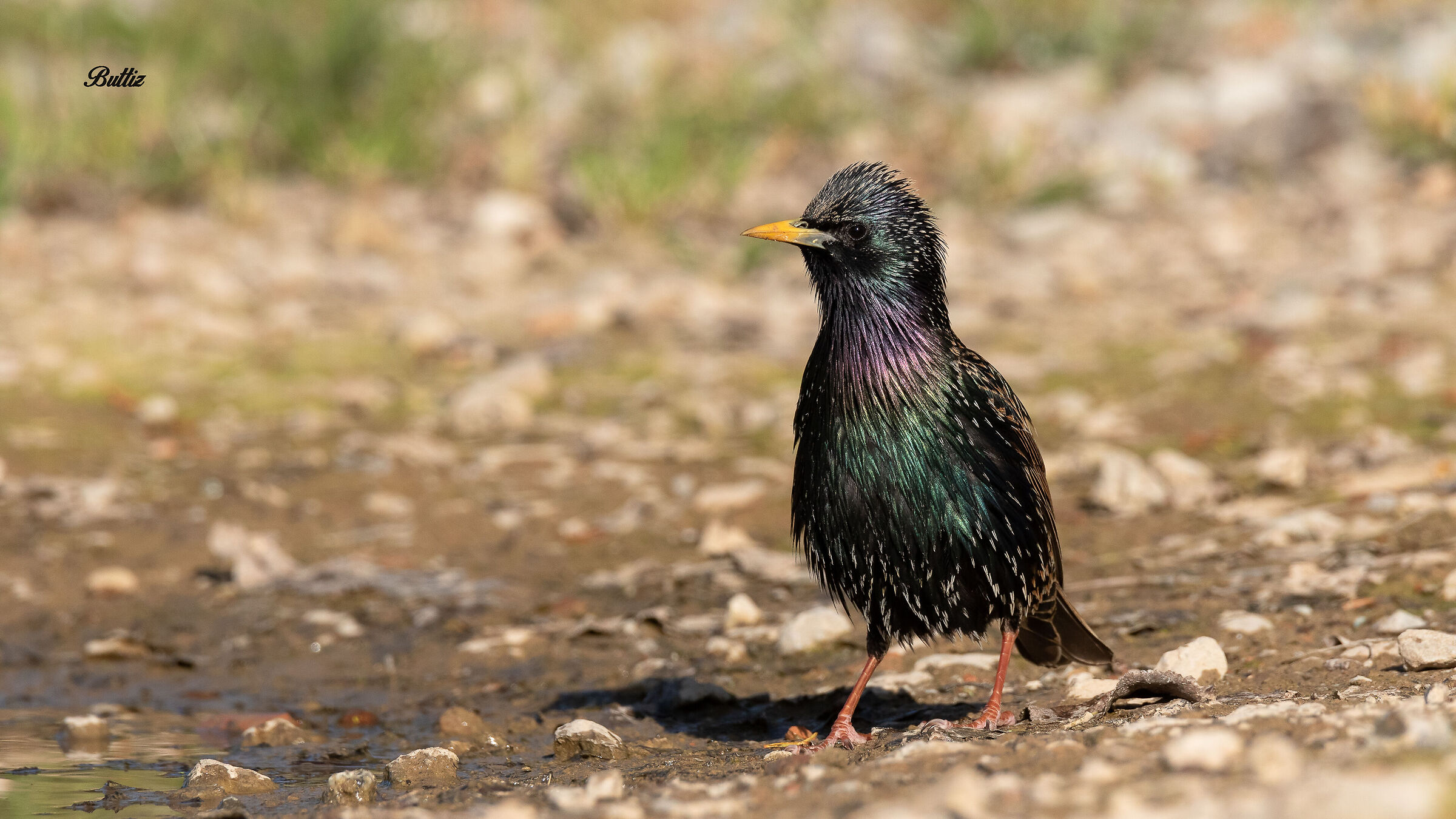 Starling