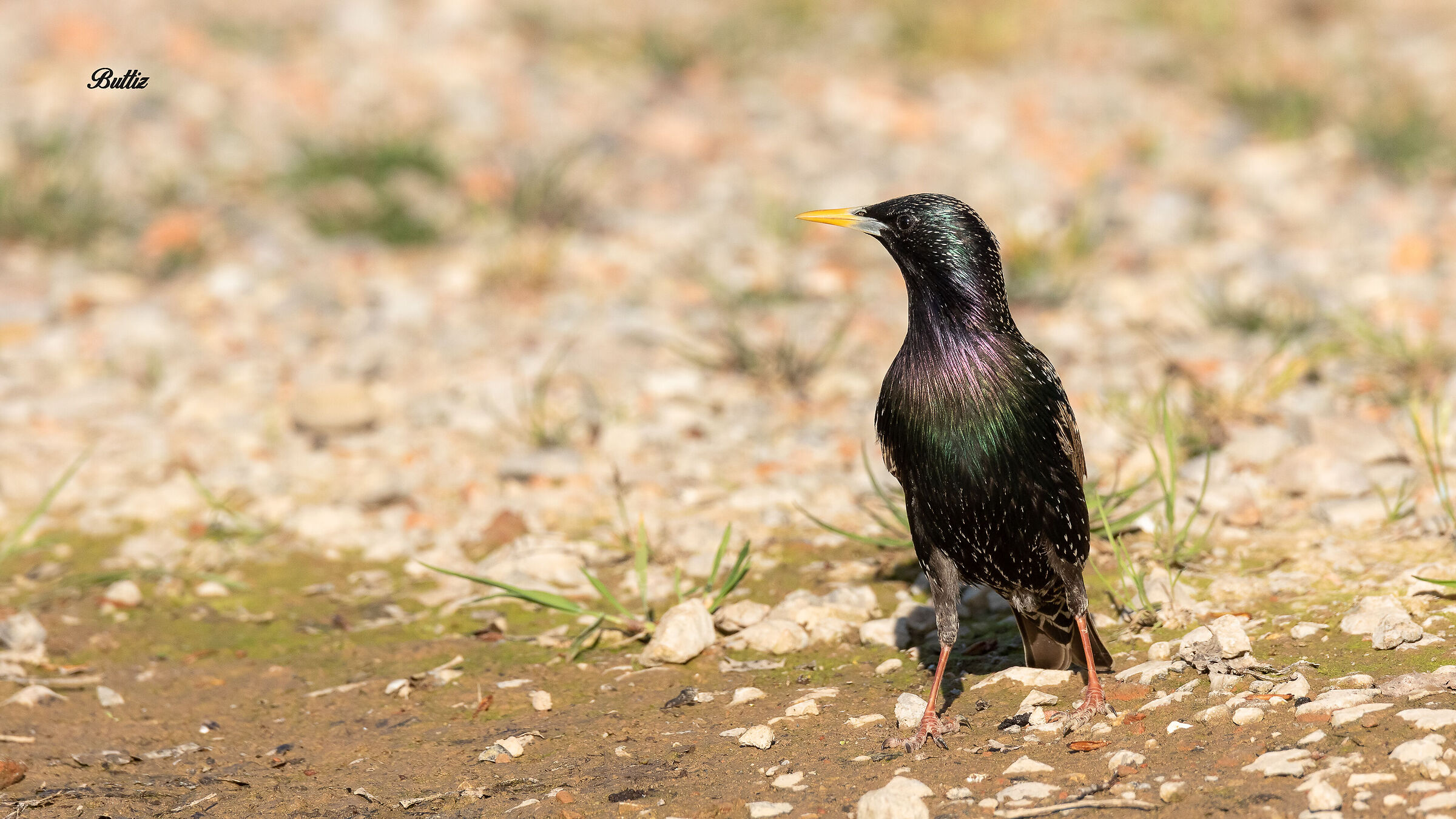 Starling