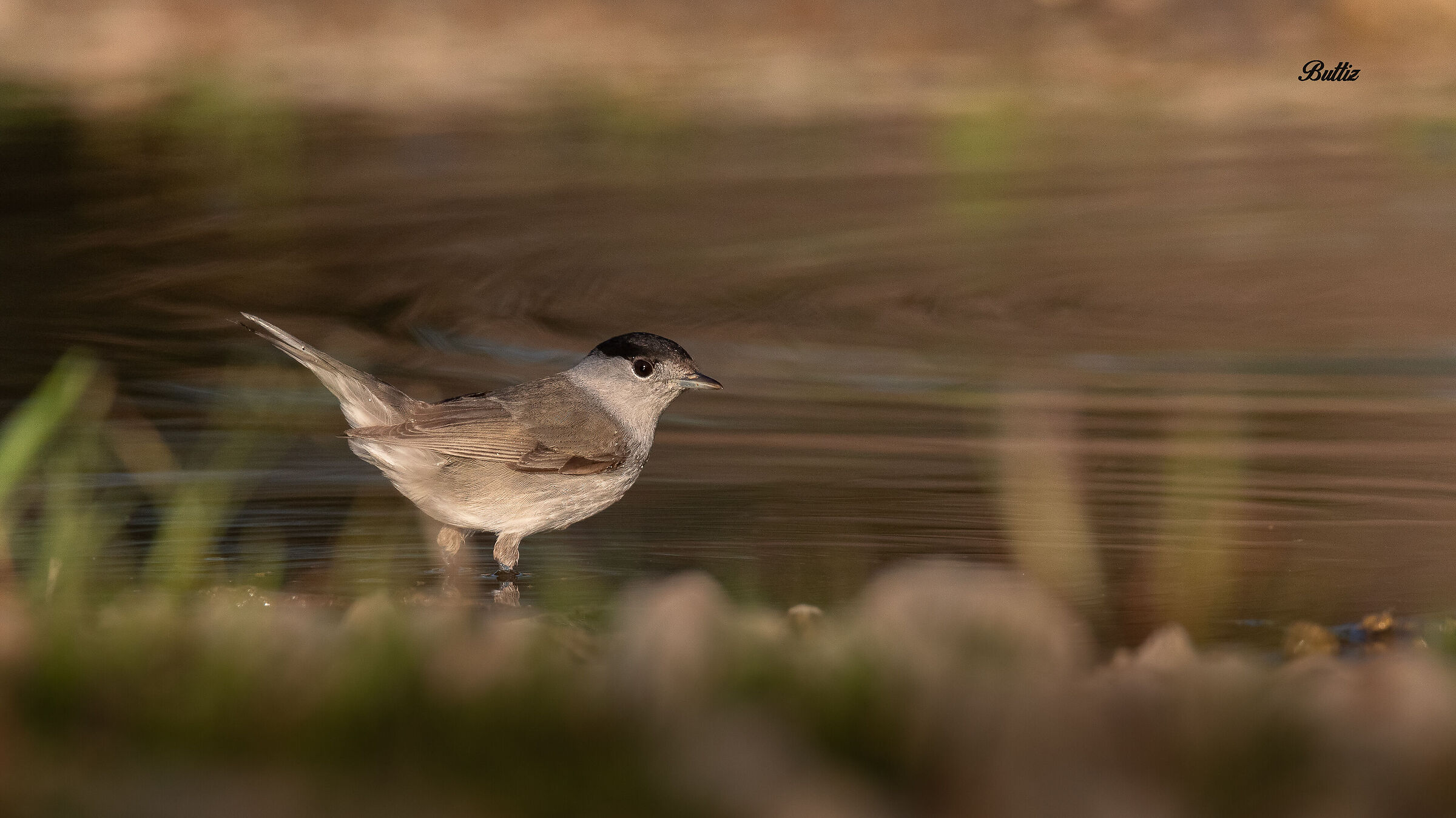 Blackcap (m)
